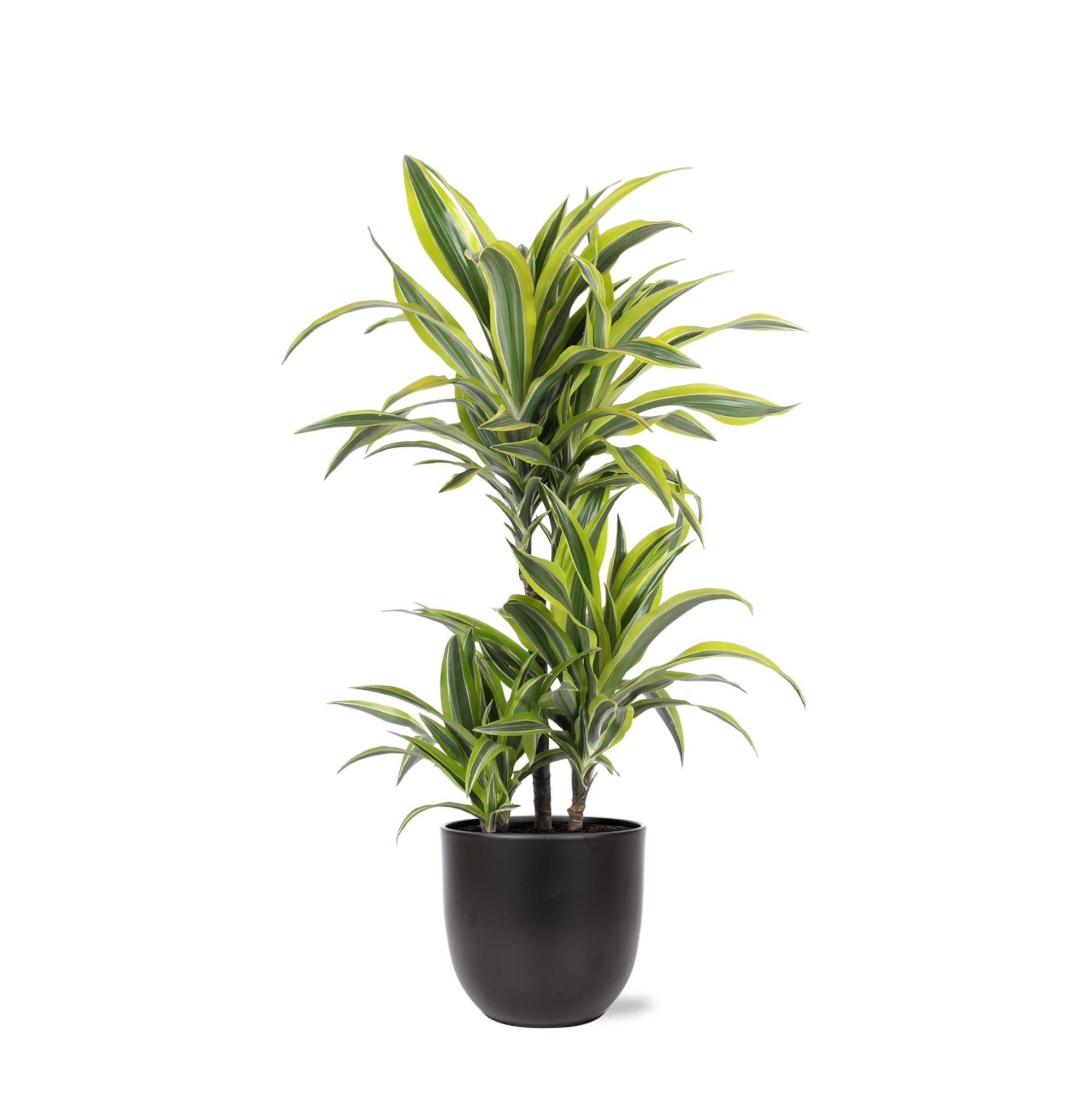 Drachenbaum Lemon Lime - Dracaena Lemon Lime Ø21cm - ↕65cm in Boule Topf ANTRACIET