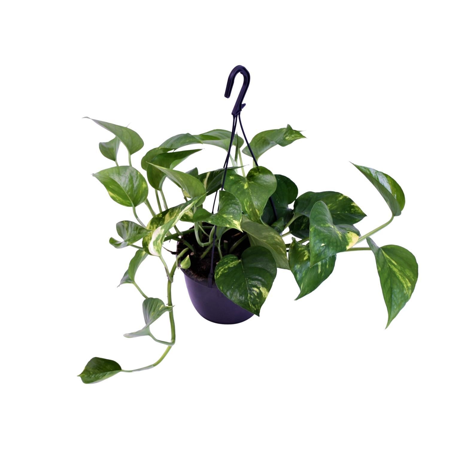 Efeutute - Scindapsus Pictus Trebie - Ø15cm - ↕30cm