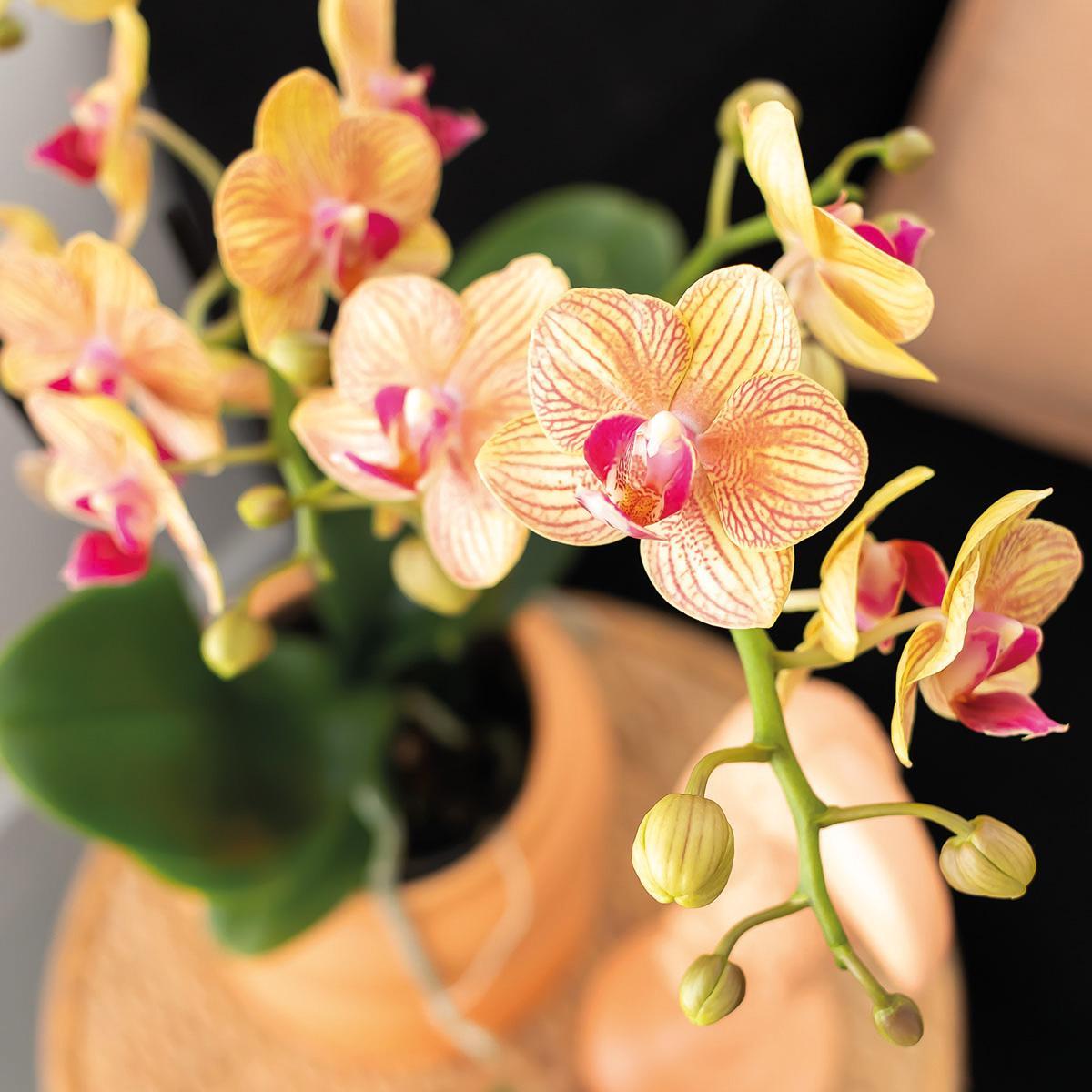 Kolibrie-orchideeën | Cadeauset optimisme kleine perzik | Groene plant met oranje Phalaenopsis orchidee in snoep decoratieve potten op witte biologische lade