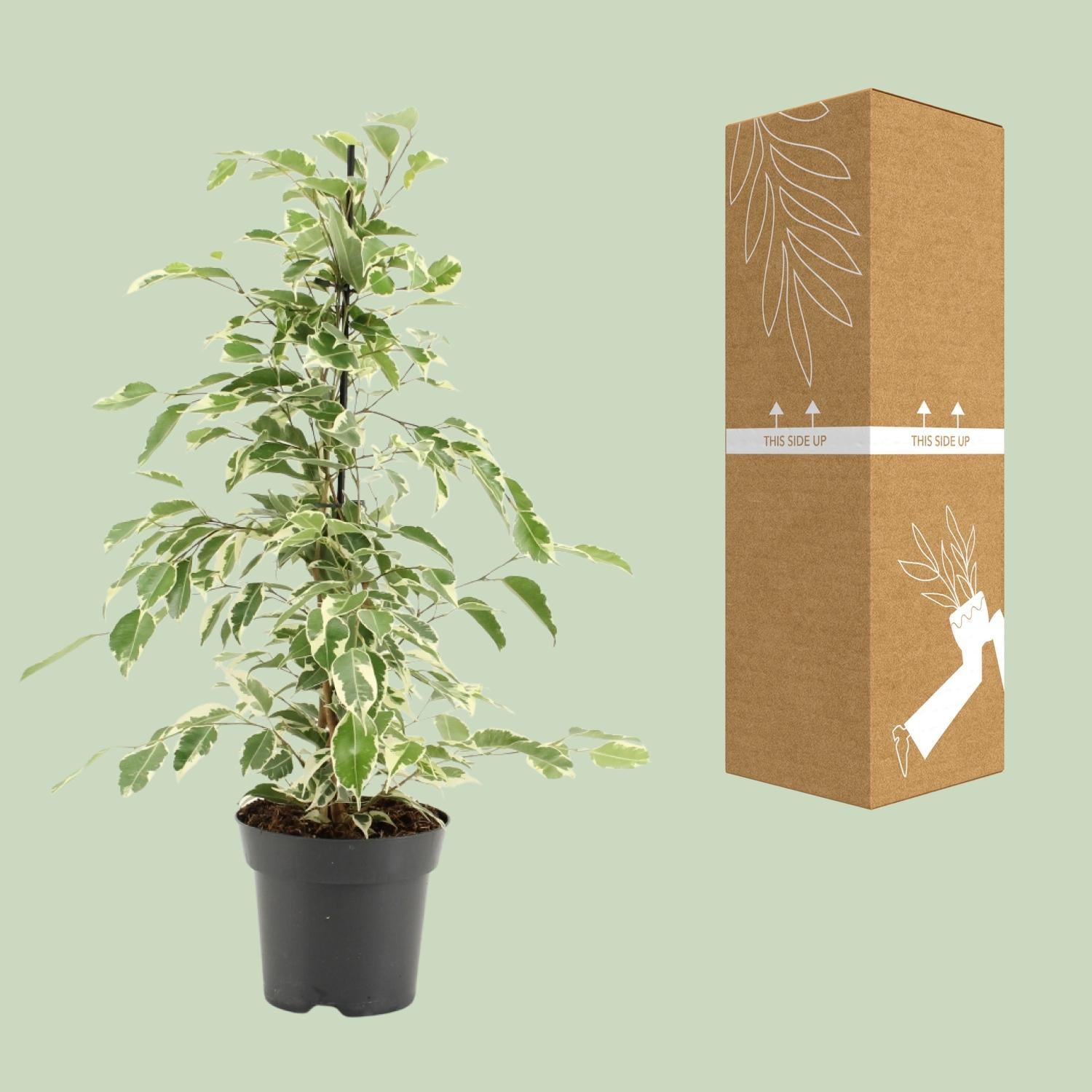 Birkenfeige - Ficus Benjamina Twilight - Ø14cm - ↕55cm