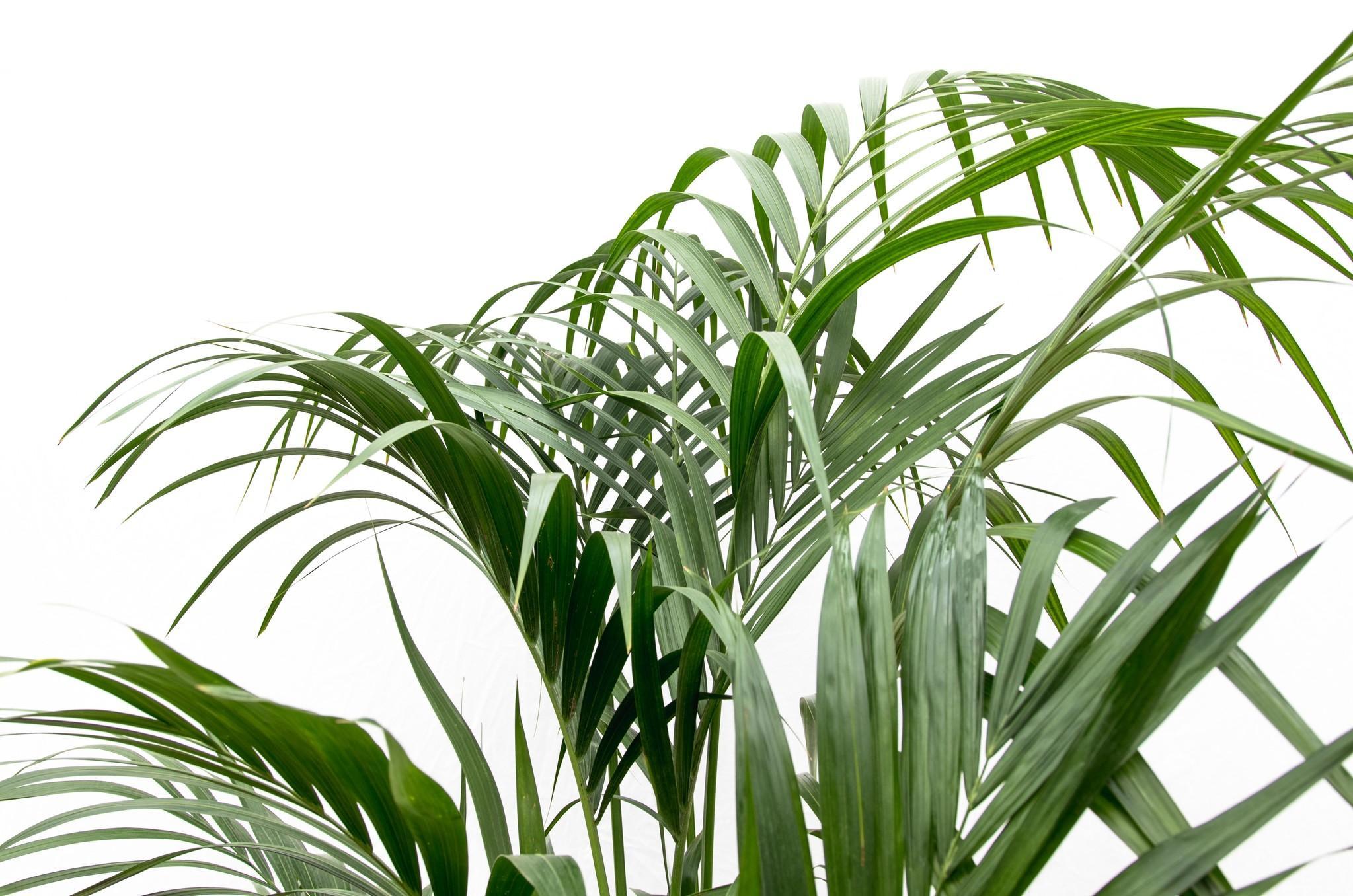 Kentia palm - 180cm - ⌀24