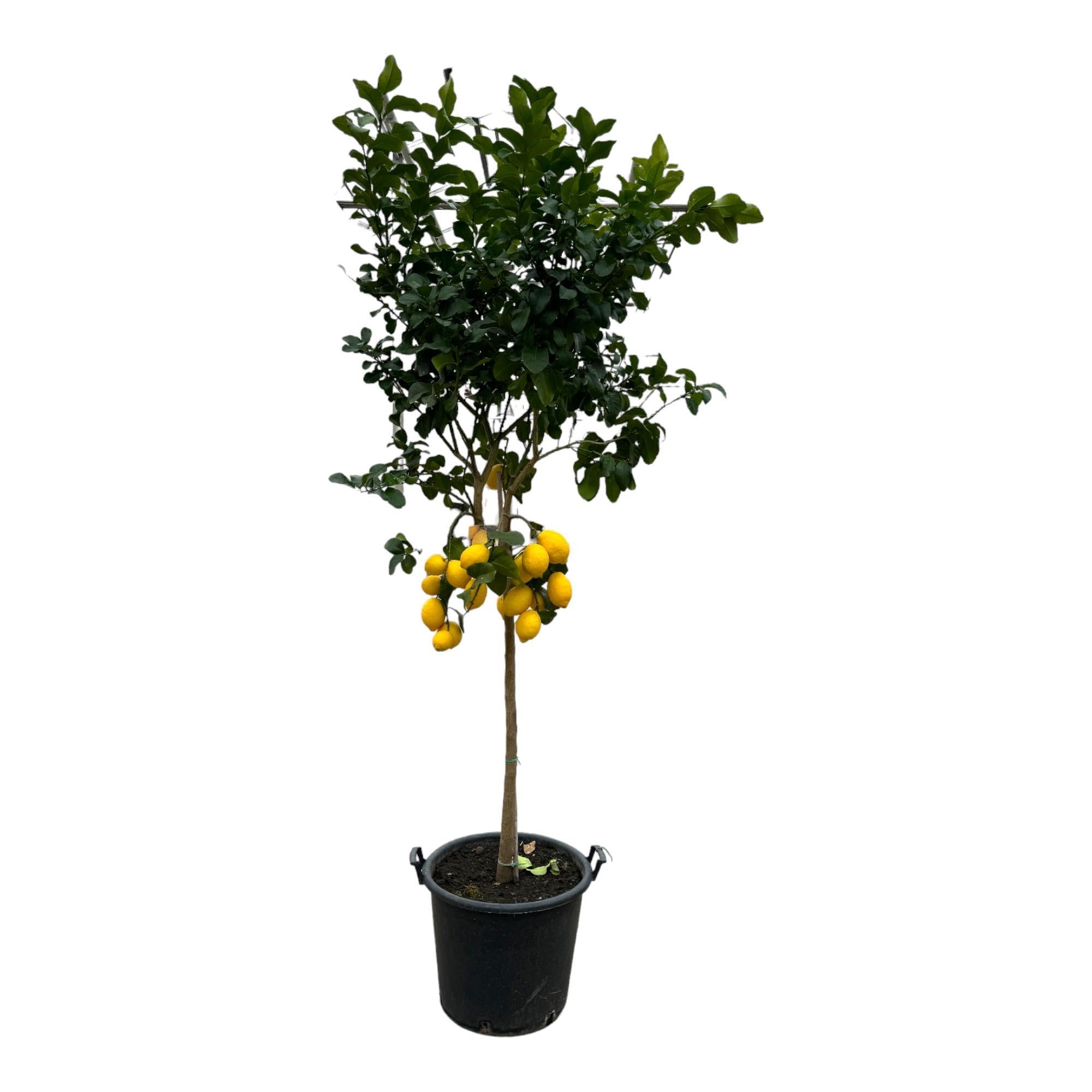 Zitronenbaum - Citrus Lemon - 260 cm - Ø50cm