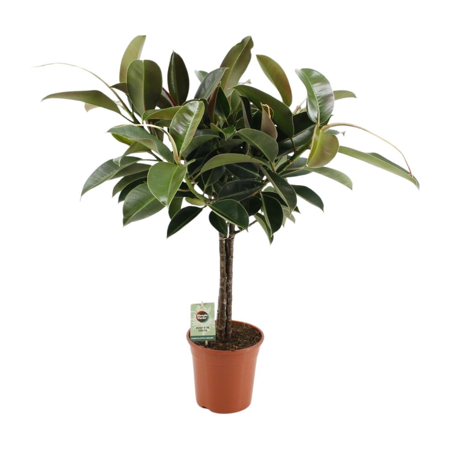 Gummibaum Ficus Elastica Melany - Ø21cm - ↕95cm