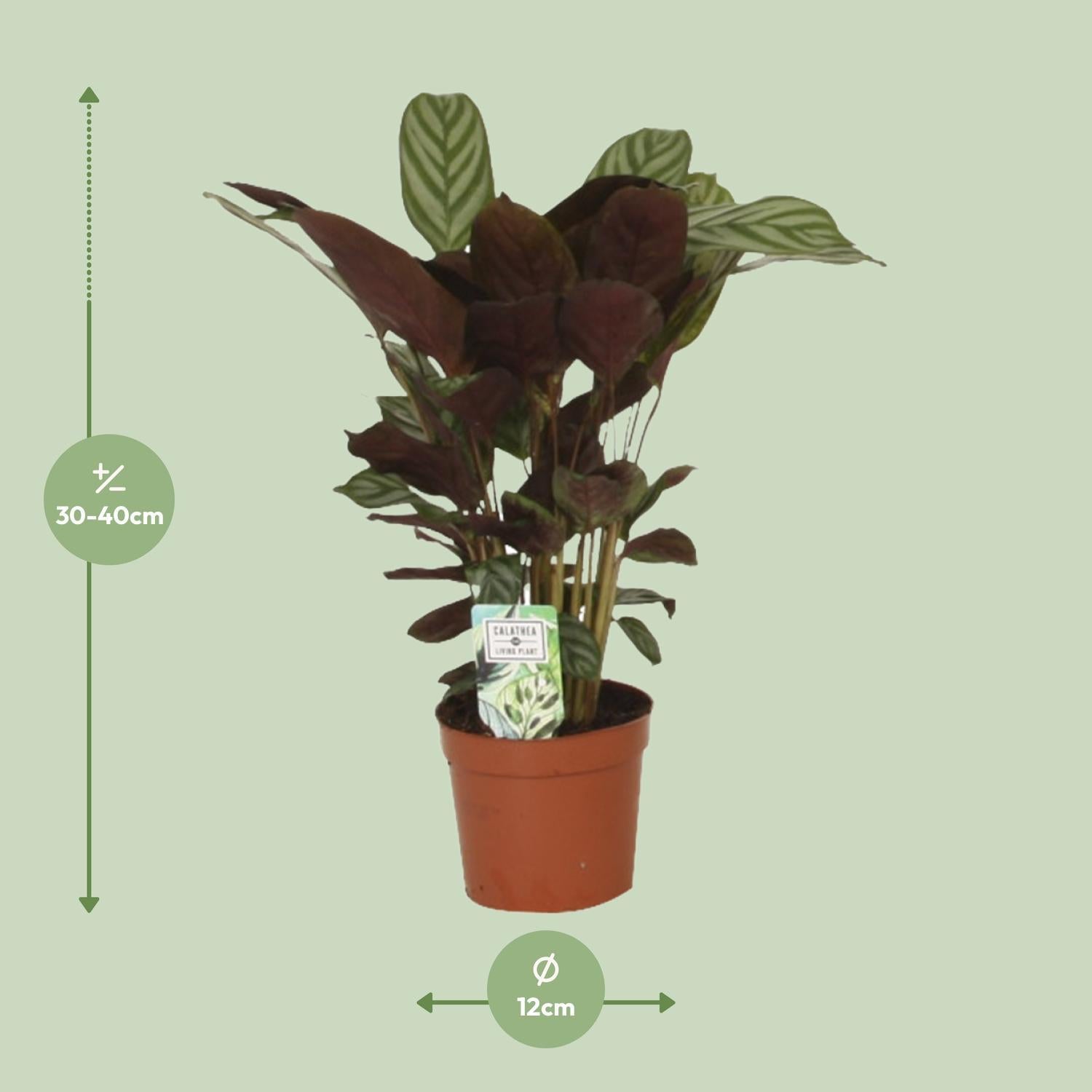 Calathea  Compactstar - Korbmarante - Ø12 ↕40