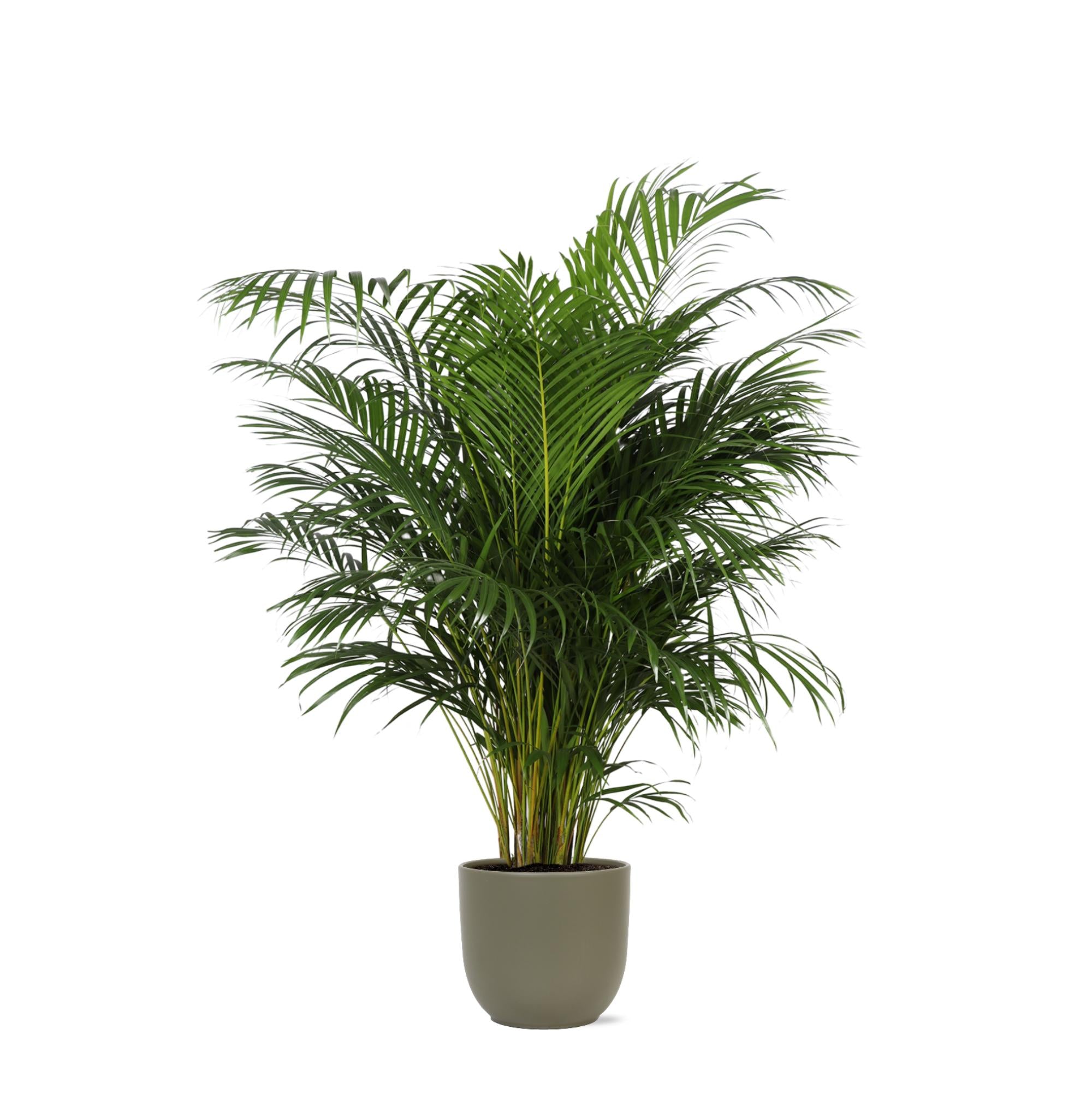 Arecapalme Dypsis Lutescens  Ø27cm ↕160cm in Boule Olive Topf