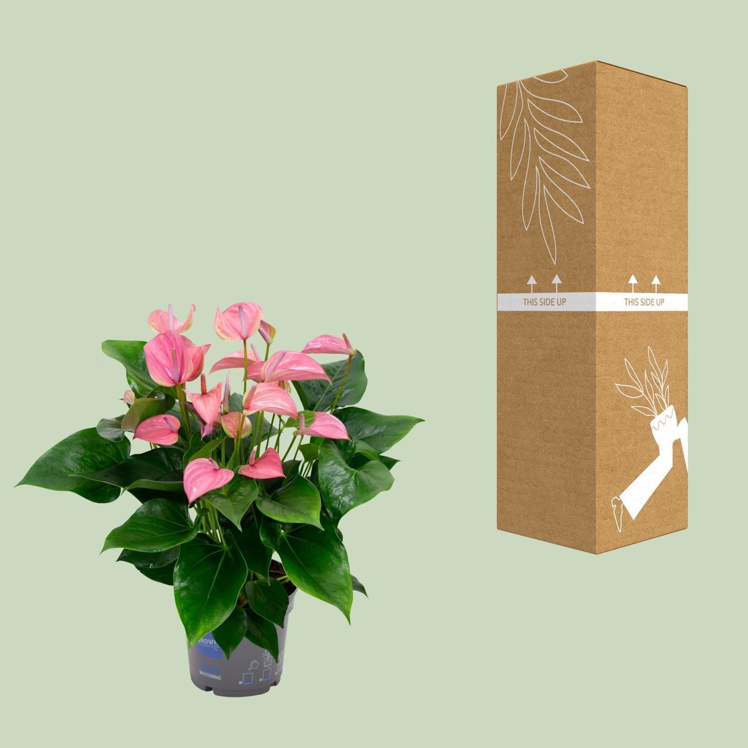 Anthurie - Anthurium KARMA Joli - Ø17cm - ↕55cm Rosa