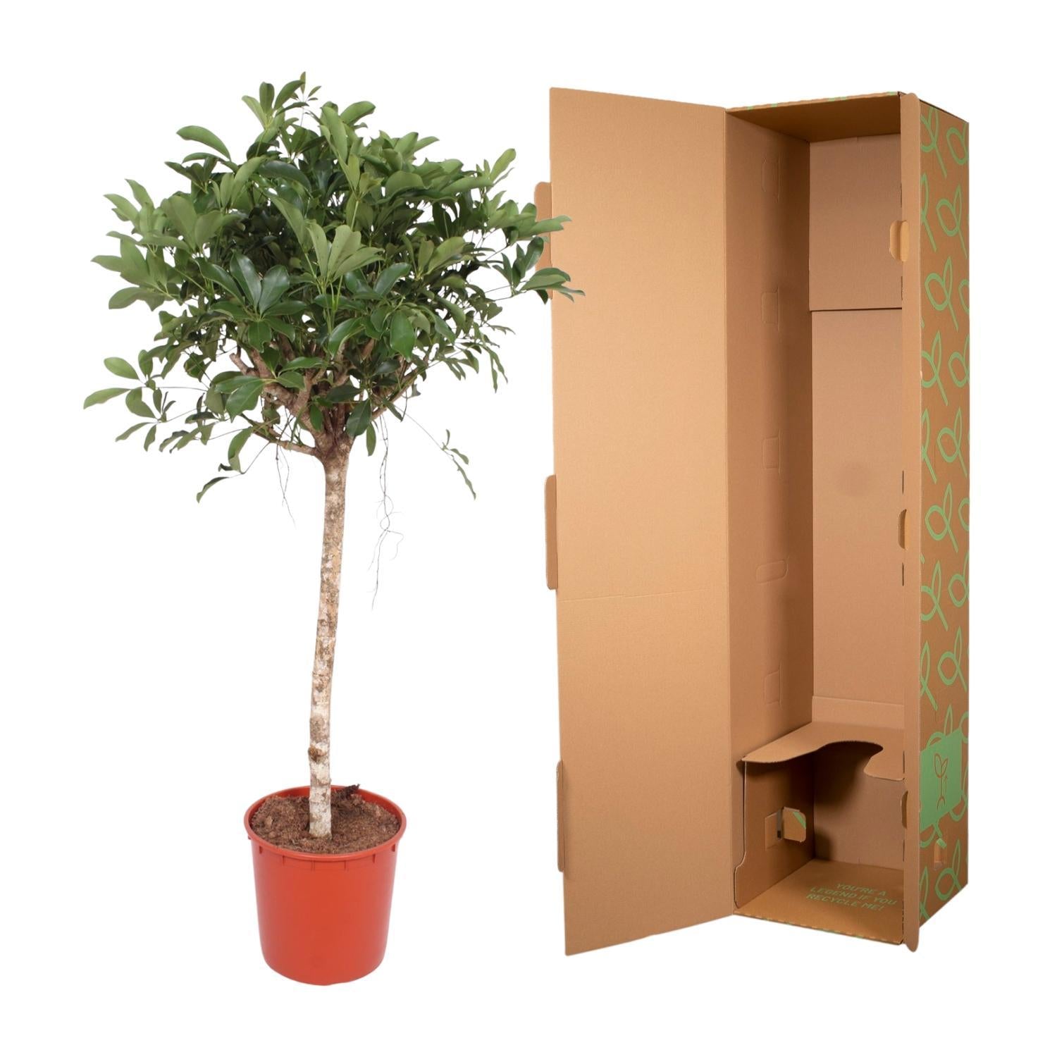 Schefflera Arboricola Compacta giek - 150 cm - ø34