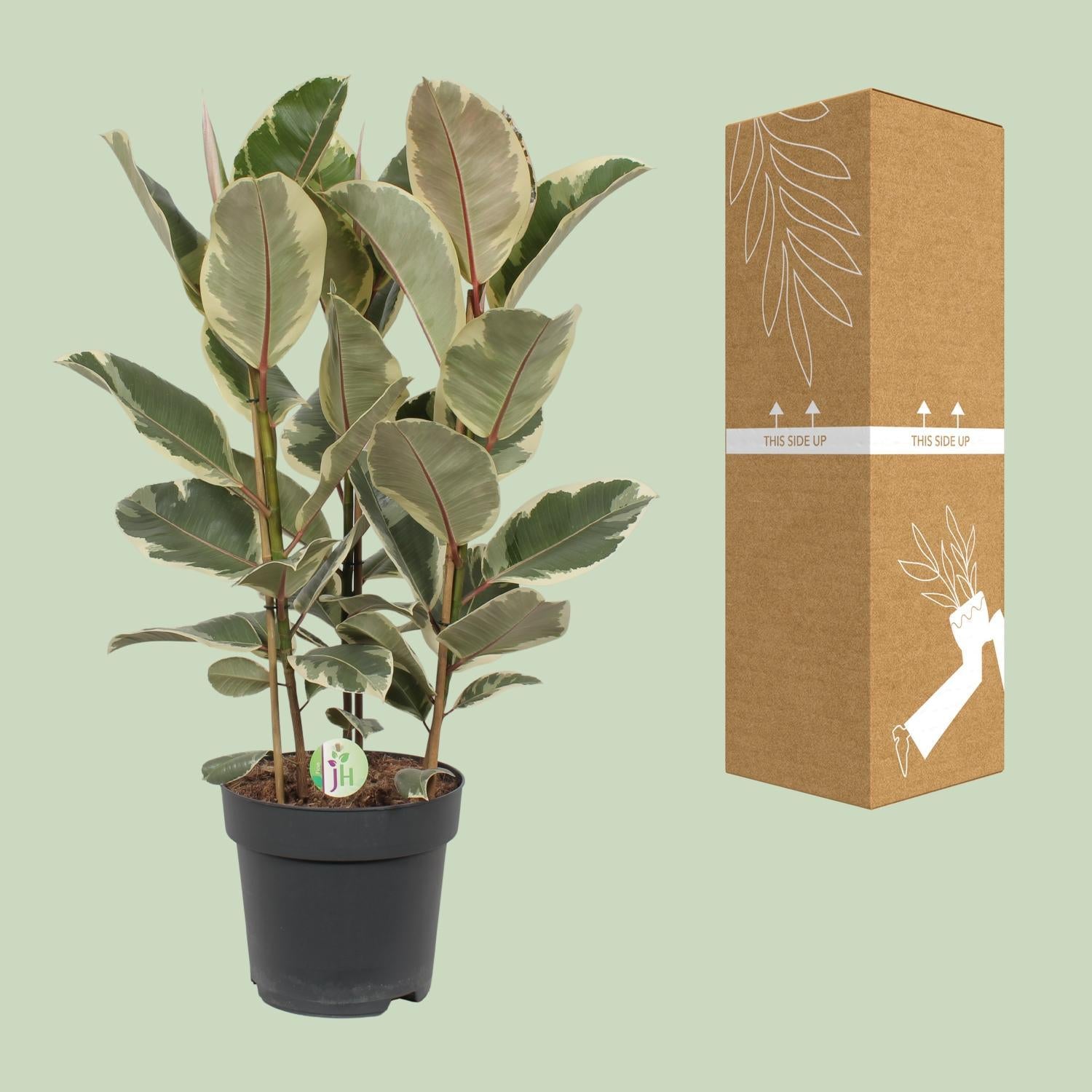 Gummibaum Ficus Tineke - Ø27cm - ↕85cm