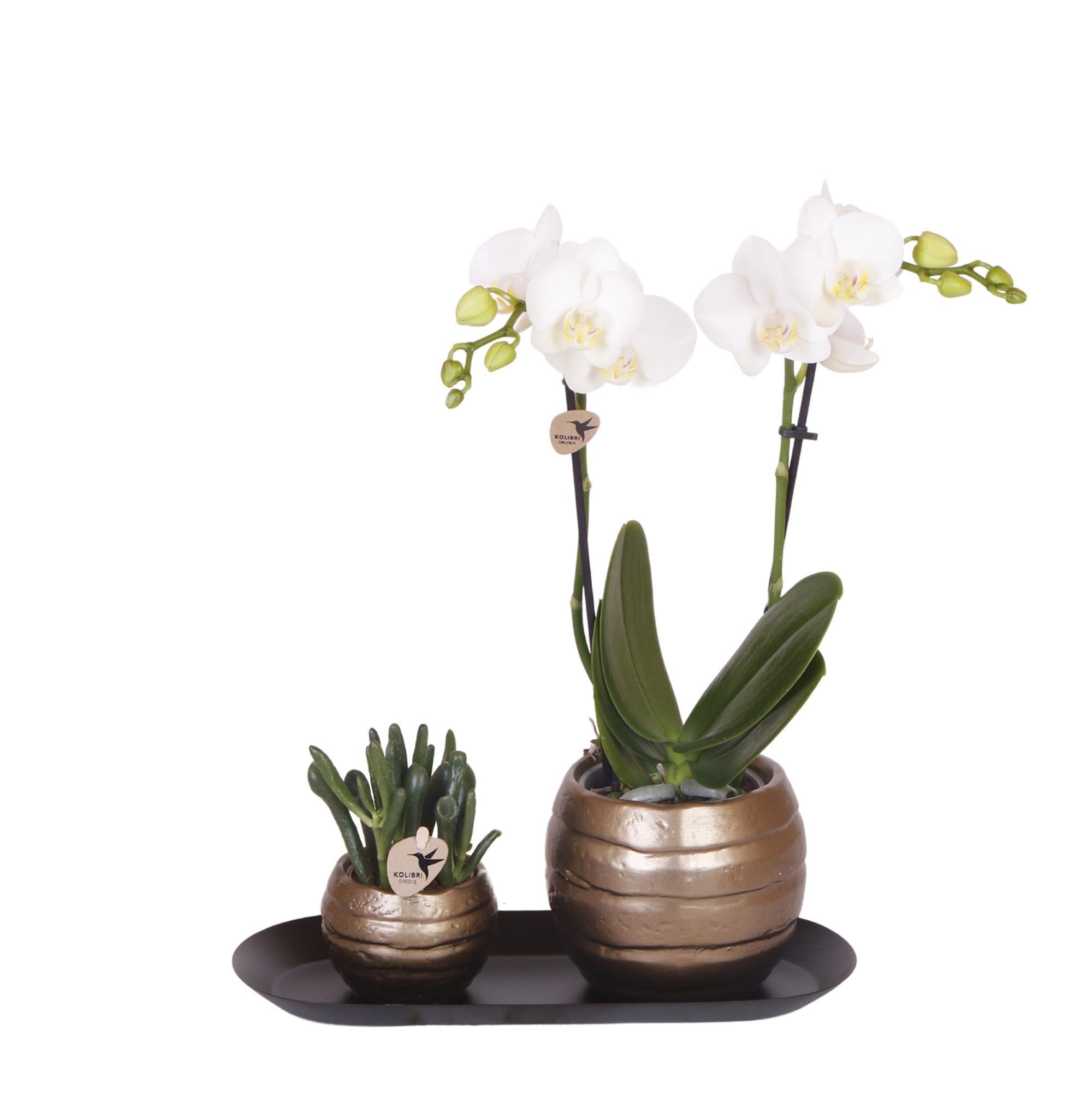 Pflanzenset Home Hub grau klein | Grünpflanzen mit weißer Phalaenopsis-Orchidee in kupferfarbenen Deko-Töpfen und schwarzem Tablett