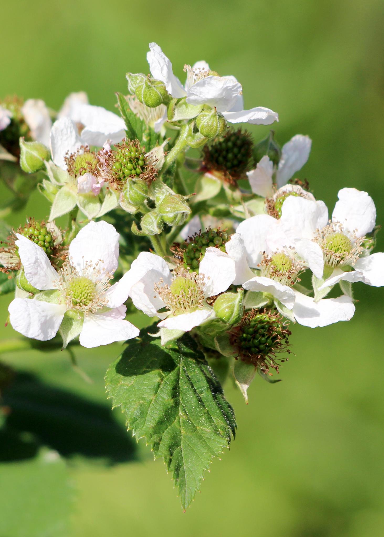 Himbeerstrauch - Rubus idaeus 'Malling Promise' - ↨45cm - Ø13