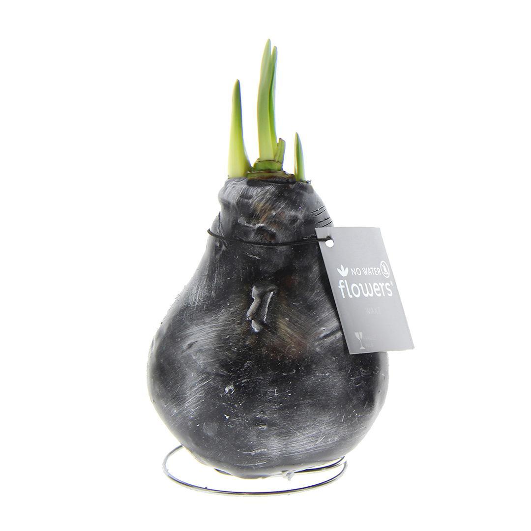 No Water Flowers® (wax amaryllis) | Waxz® Antiquez - Silver + Red flower