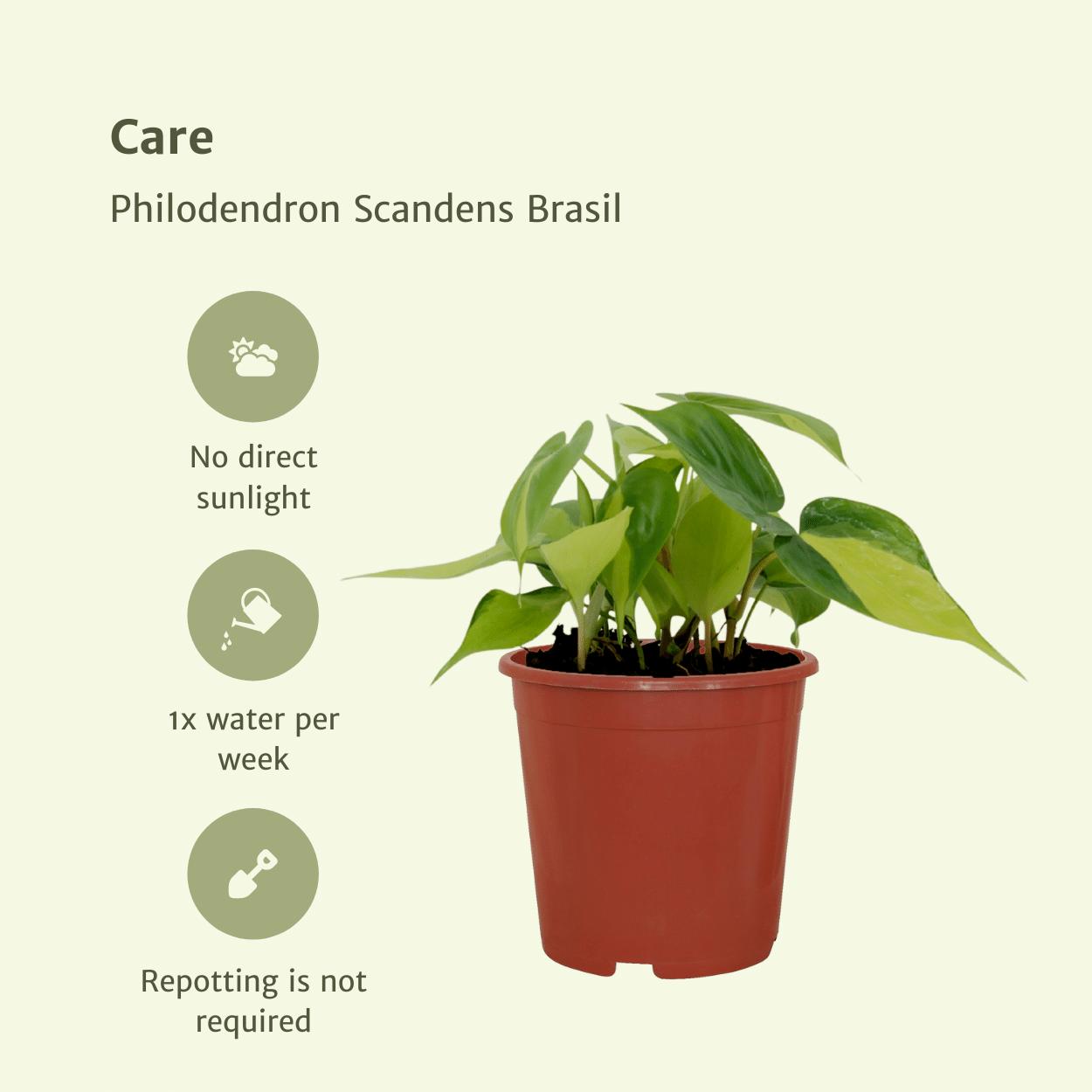 Philodendron Scandens Brasil - 4 stuks - Ø12cm - ↕15cm