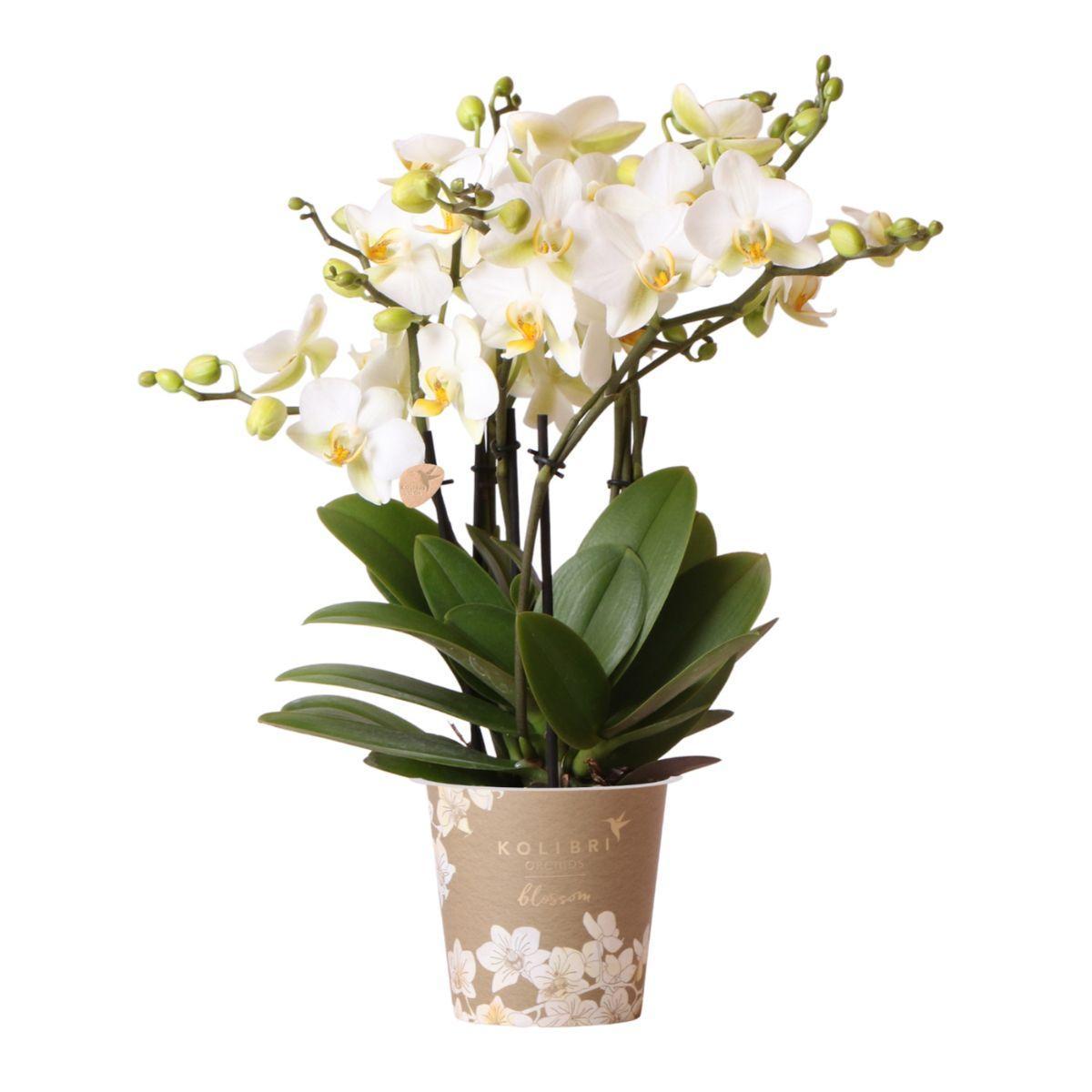 Kolibrie-orchideeën | witte Phalaenopsis orchidee - Lausanne - potmaat Ø12cm | bloeiende kamerplant - vers van de kweker