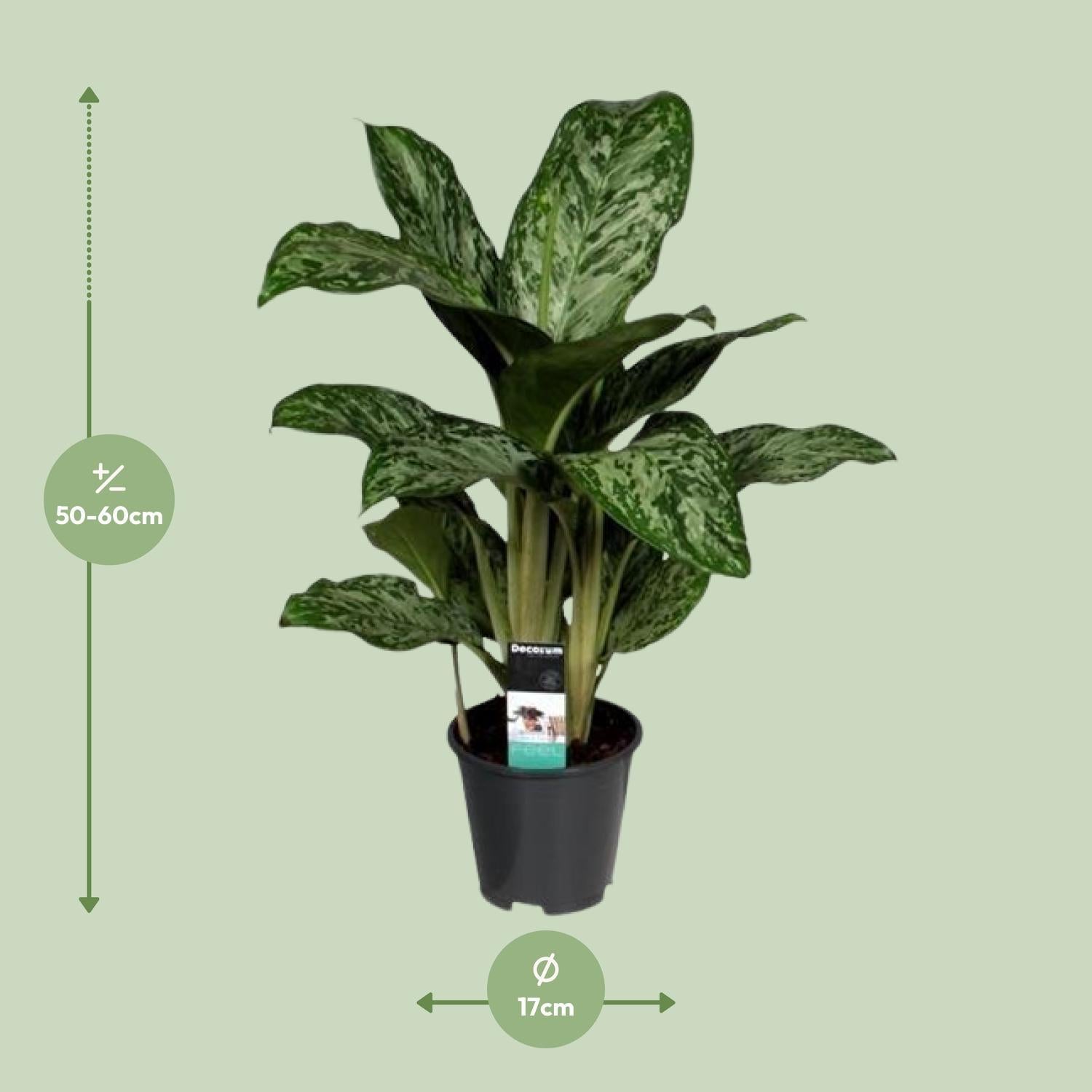 Aglaonema Greenlight (Decorum)