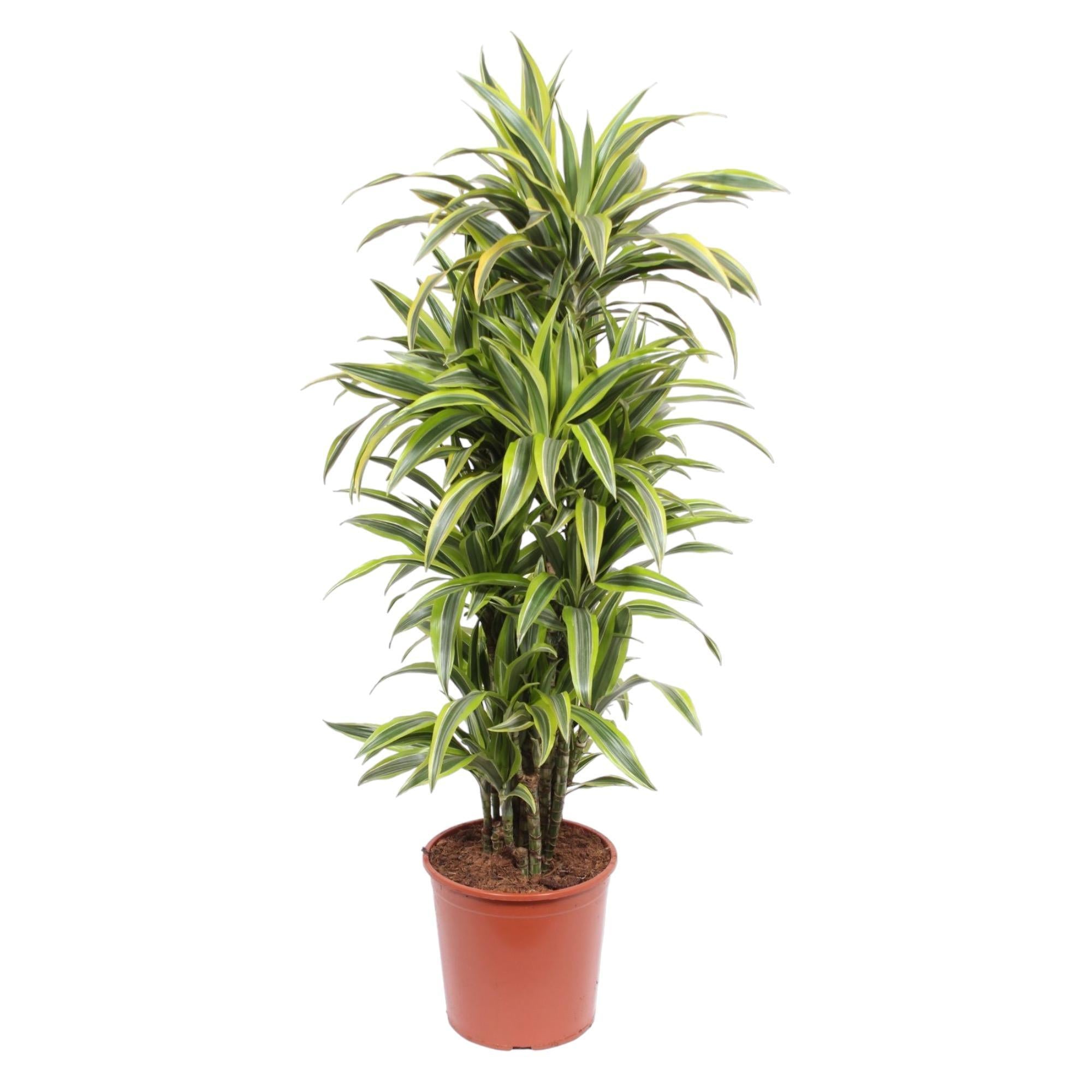 Drachenbaum Lemon Line - Dracaena Lemon Lime - 150 cm - ø30