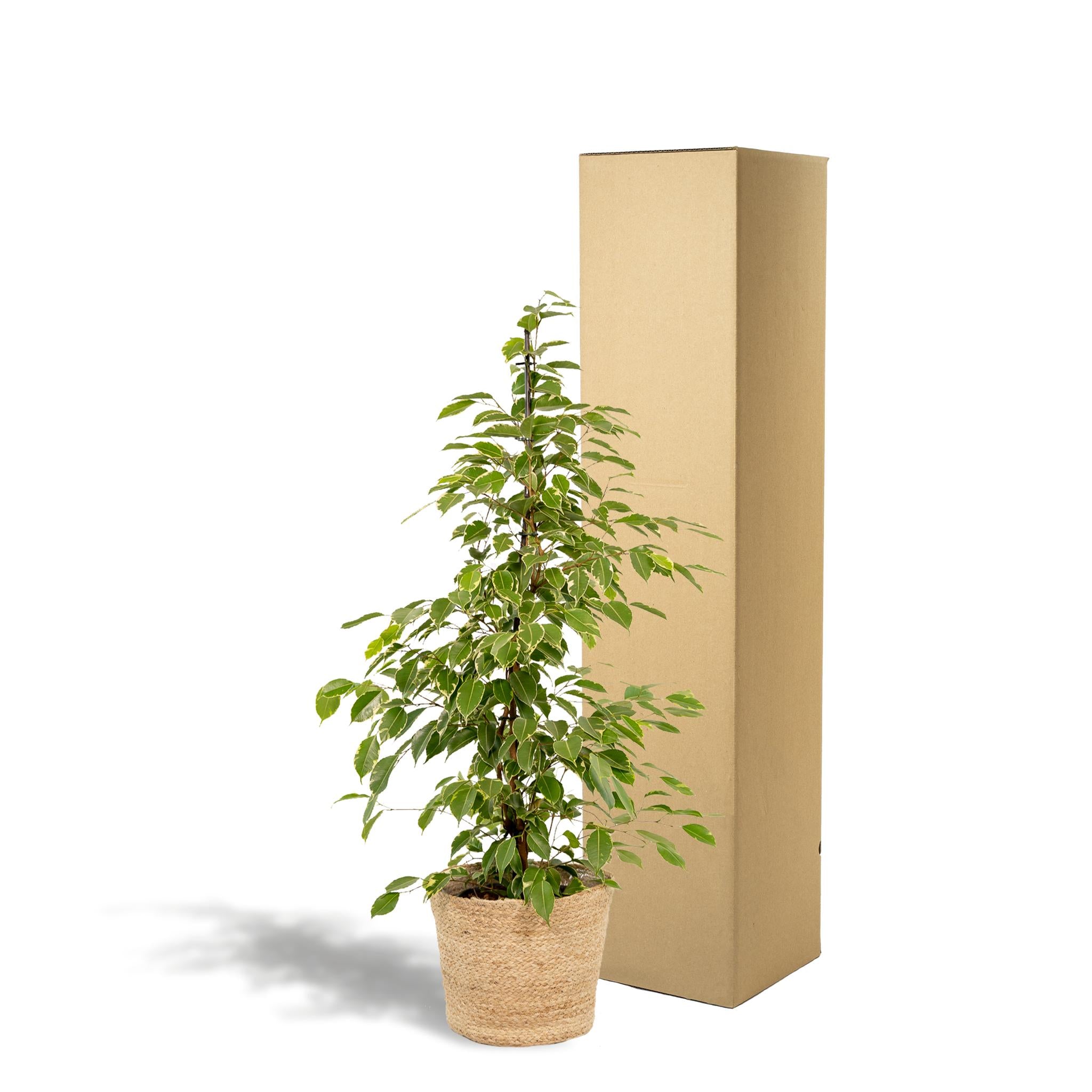 Birkenfeige - Ficus benjamina Goldenking - Ø21cm - ↕95cm + Korb Selin