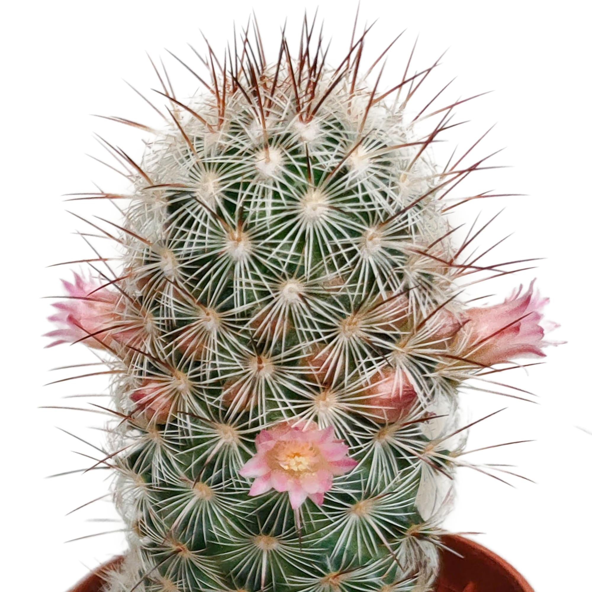 Cactusmix 5,5 cm - zonder pot bloeiend - 5x