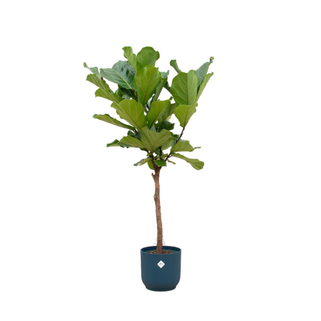 Geigenfeige - Ficus Lyrata auf Stiel inklusive elho Vibes Fold Round Topf blau Ø30 - 170 cm