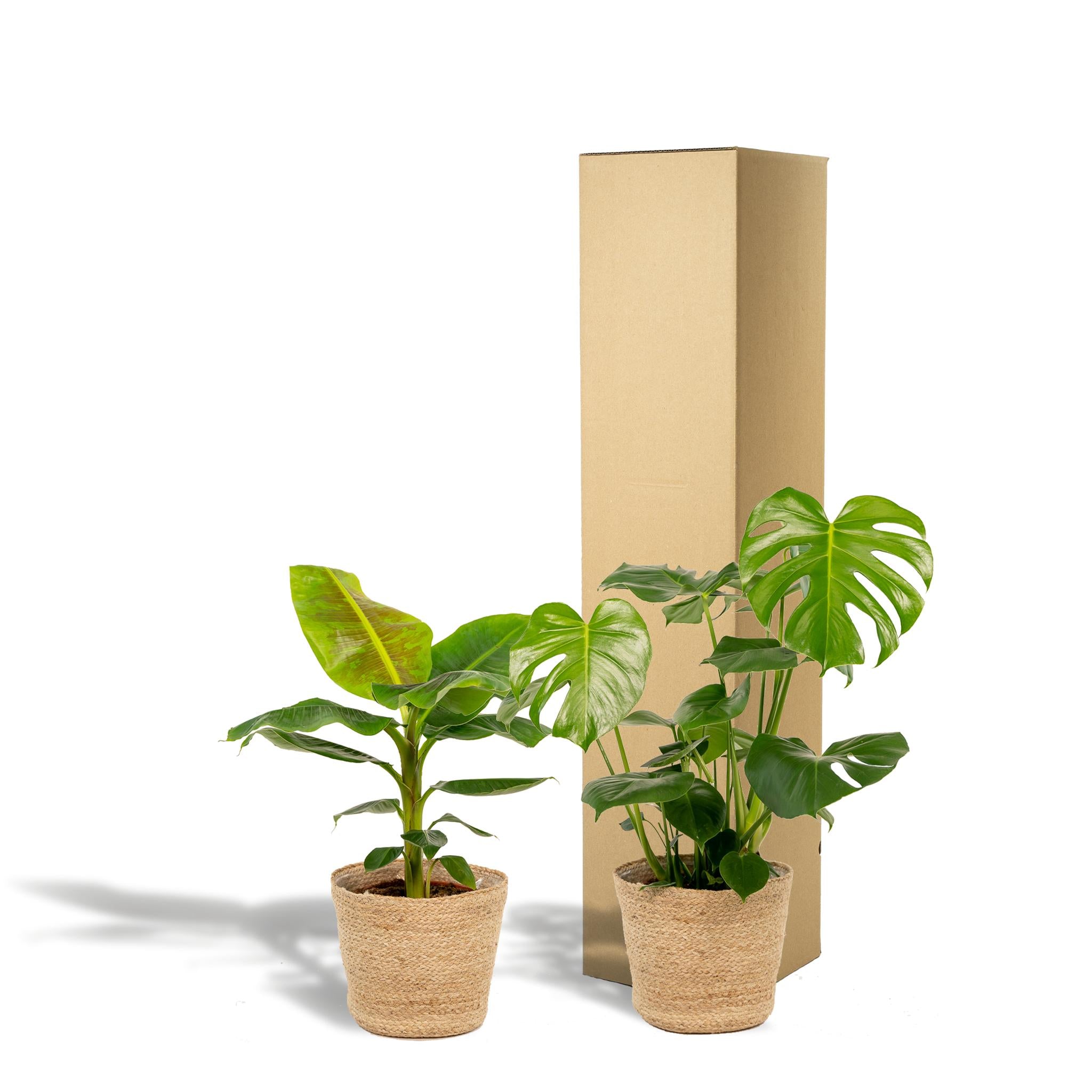 Pflanzen Mix - Monstera Deliciosa - Ø21cm - ↕75cm + Musa Dwarf Cavendish - Ø21cm - ↕85cm + Korb Selin