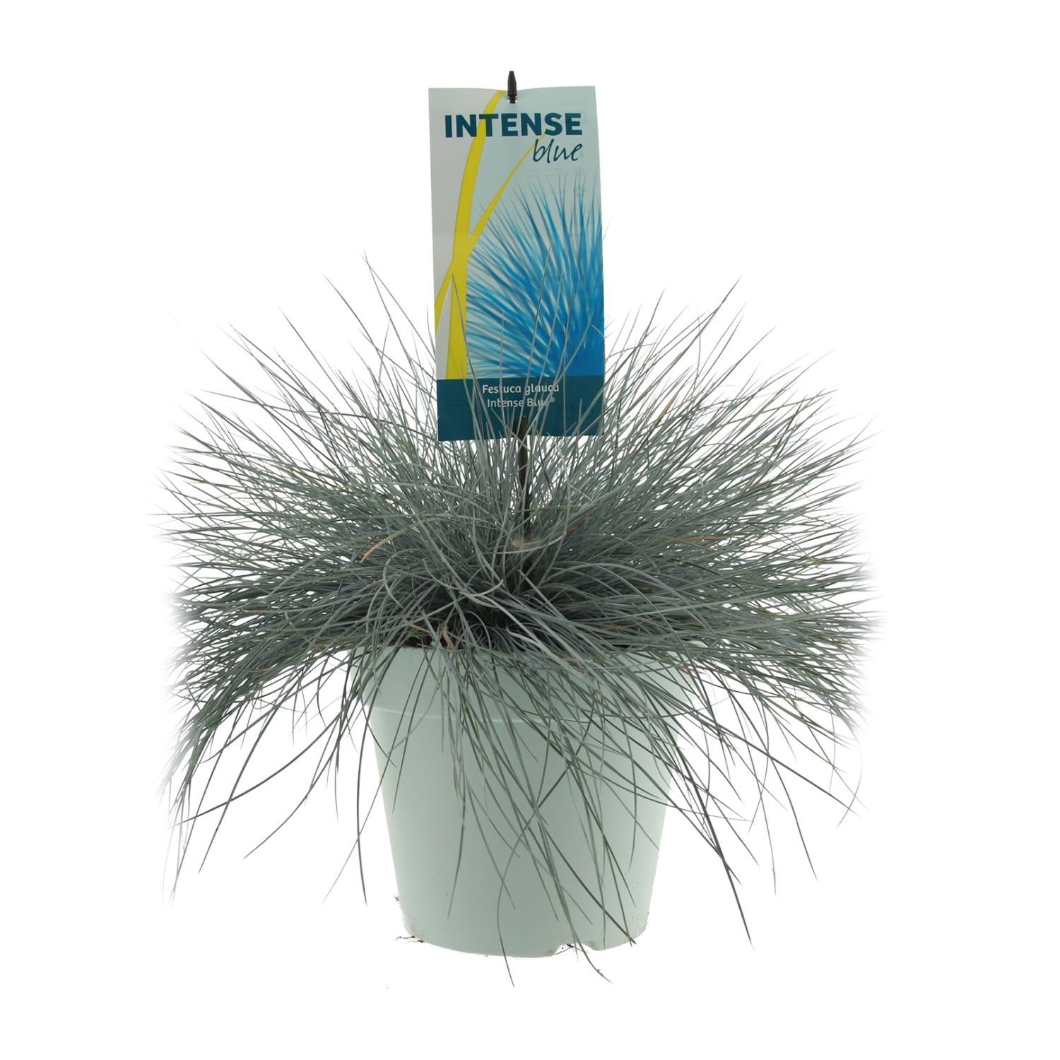 Ziergras - Festuca Glauca Intense Blue - Ø23cm - ↕50cm