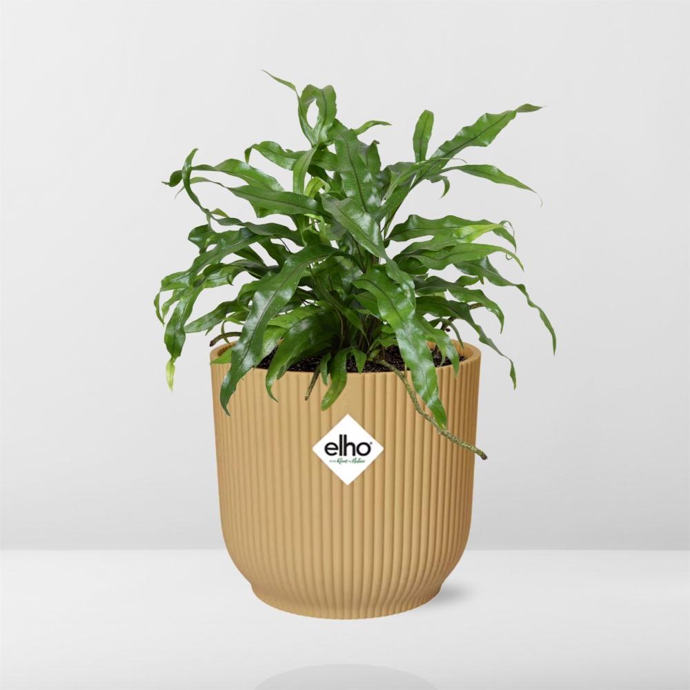 Kängurufarn - Microsorum Diversifolium in ELHO Vibes Fold 14cm geel Topf gelb