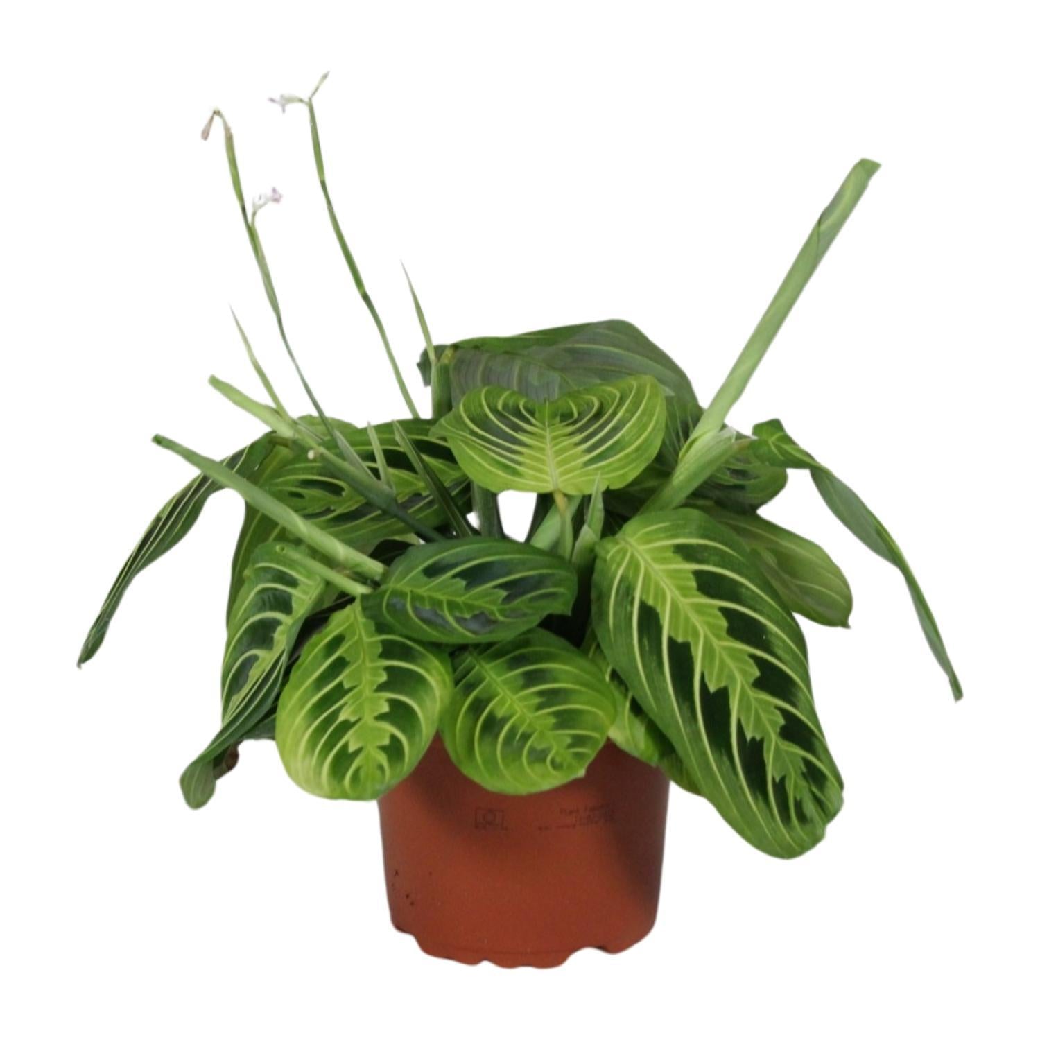 Maranta Leuconeura Tovenaar Citroen Limoen - Ø12cm - ↕30cm