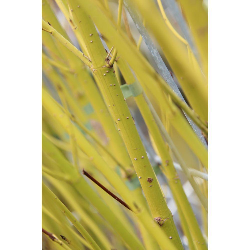 Gelbgrüner Hartriegel auch Gelbholzhartriegel - Cornus Stolonifera Flaviramea - Fertighecke - 120 x 180 cm