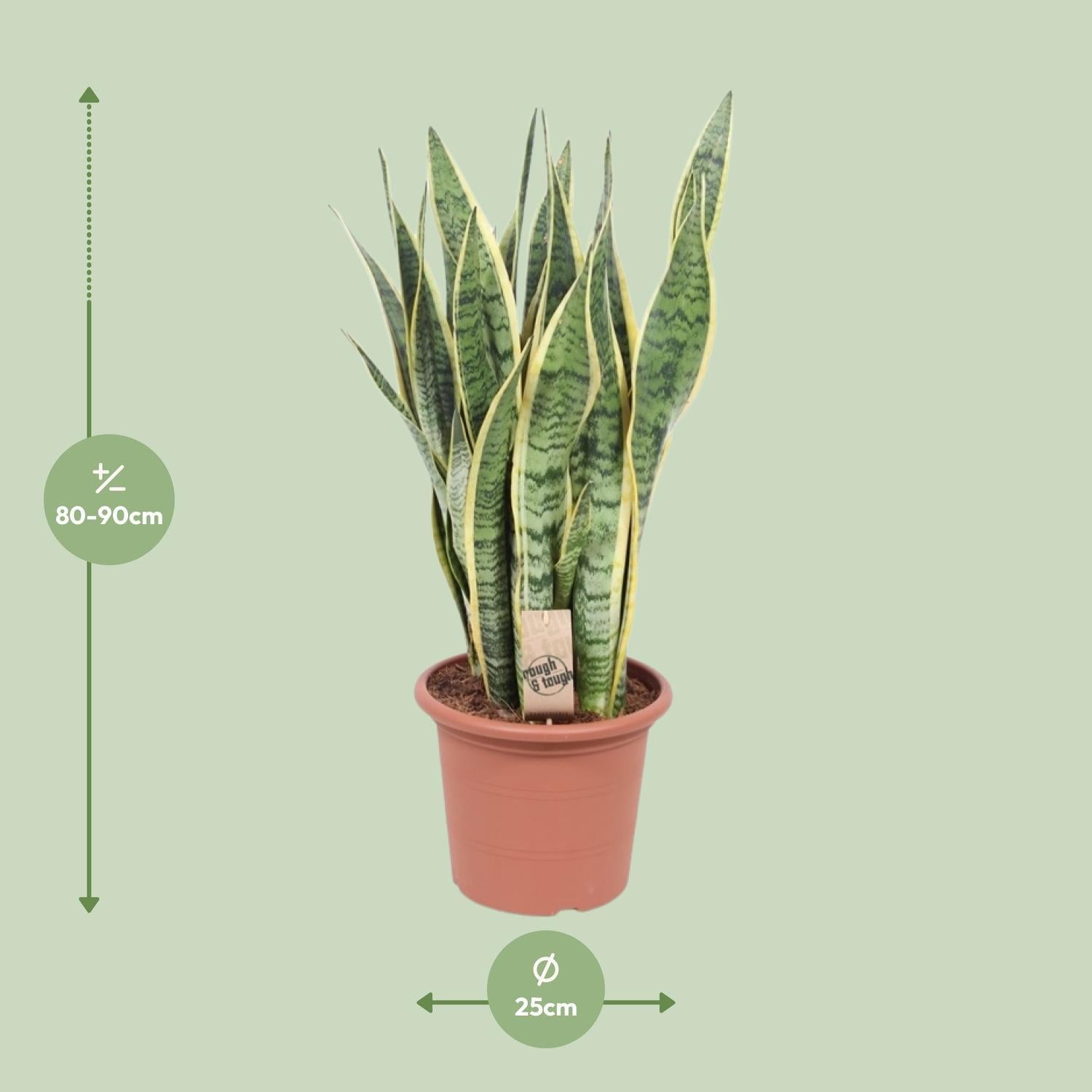 Schwiegermutterzunge - Sansevieria Trifasciata Laurentii - Ø25cm - ↕85cm