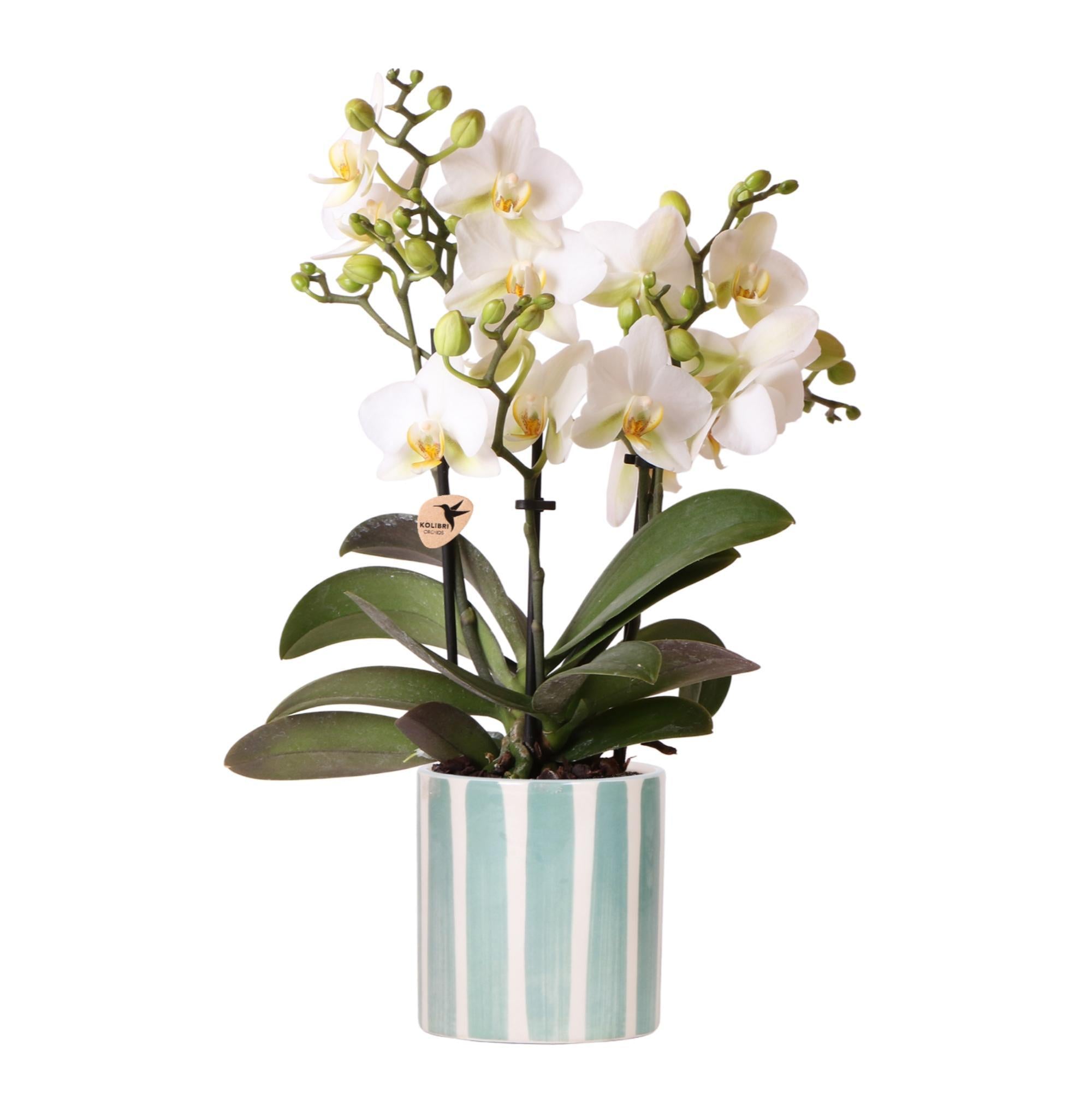 Orchidee Weiße Phalaenopsis Orchidee Lausanne + Painted Stripe Ziertopf Türkis - Topfgröße Ø9cm | Blühende Zimmerpflanze - Frisch vom Züchter