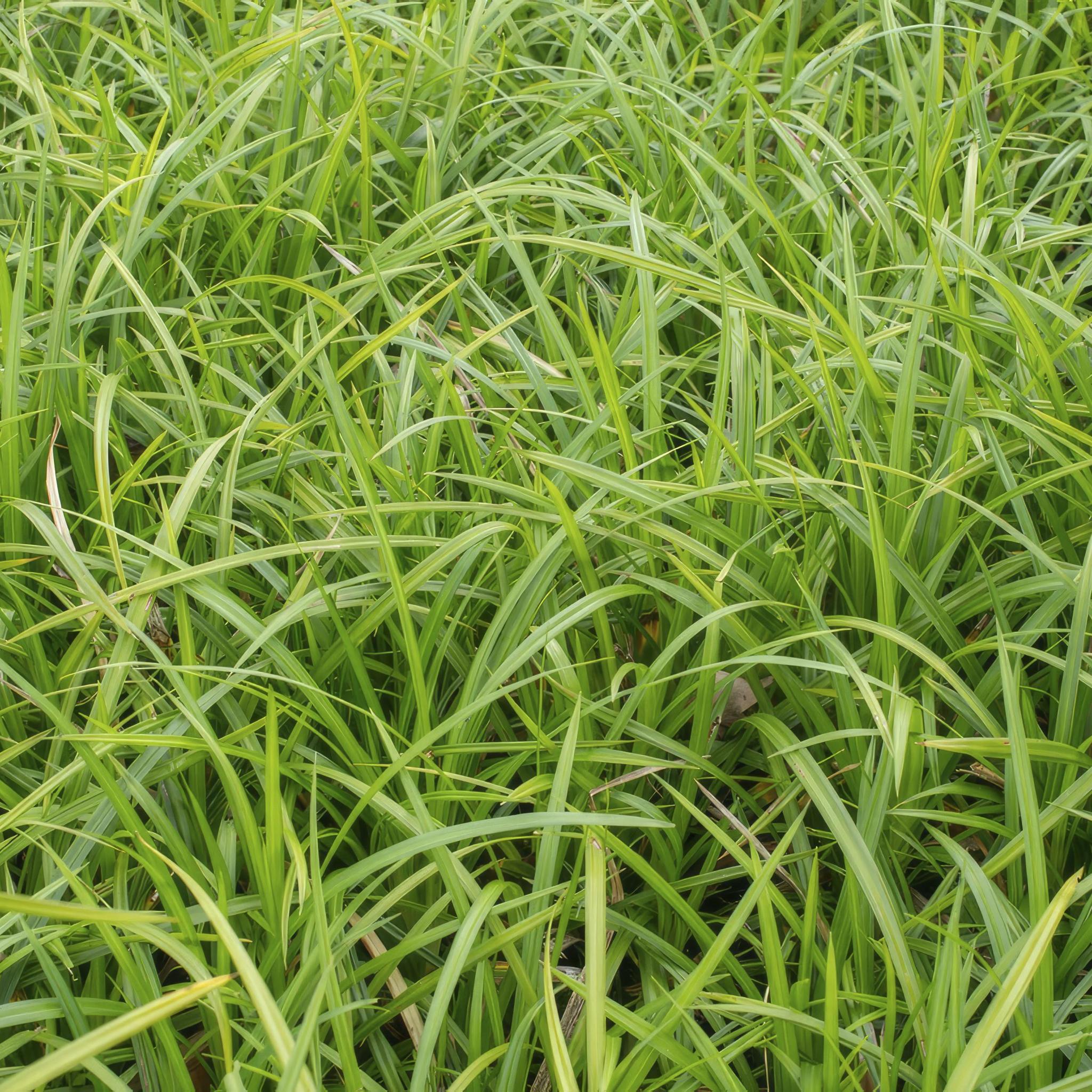 Ziergras Irish Green - Carex morrowii 'Ice Dance' - ↕10-25cm - Ø9cm - 6 Stück