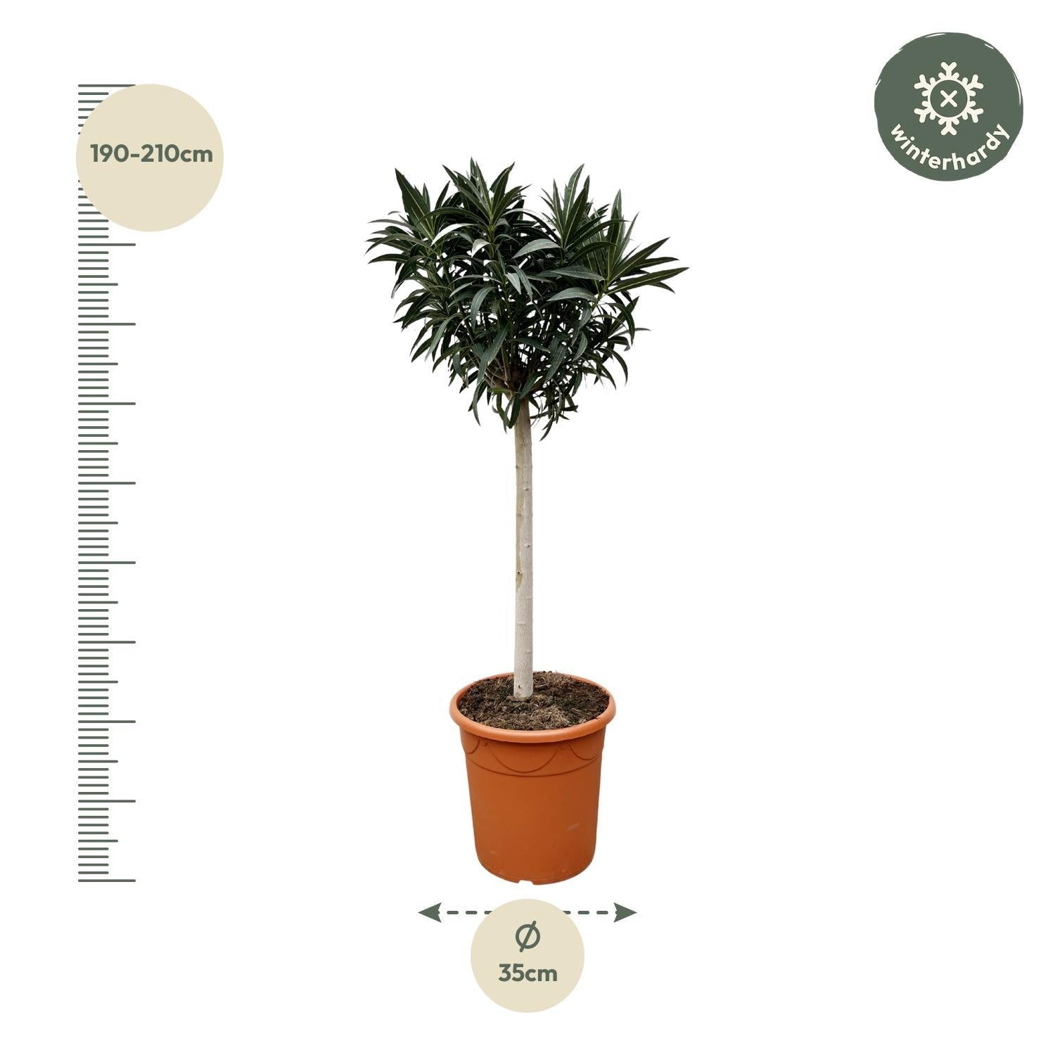 Nerium Oleander auf Stiel mit weißer Blüte – 110 cm – Ø22