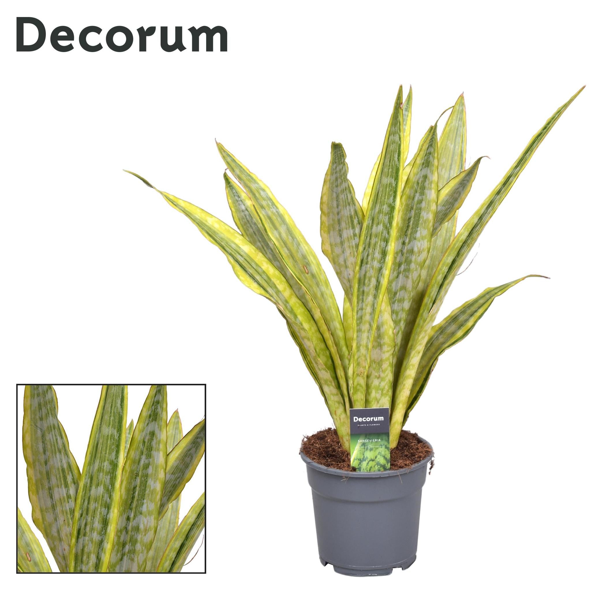 Schwiegermutterzunge - Sansevieria Aubrytniana Metallica (Decorum) - Ø17cm - ↕70cm