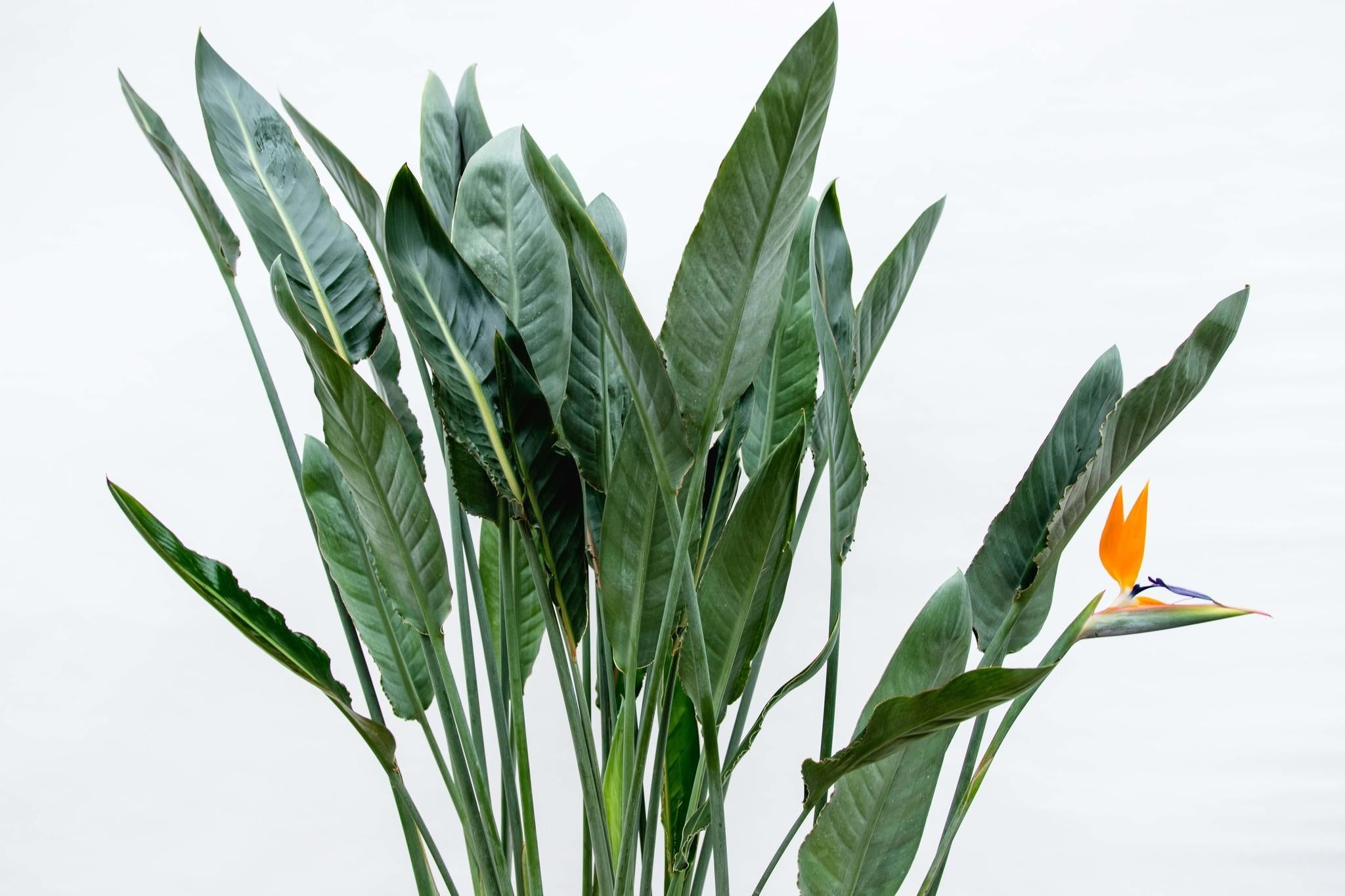 Strelitzia Reginae XL - 160cm - ⌀30