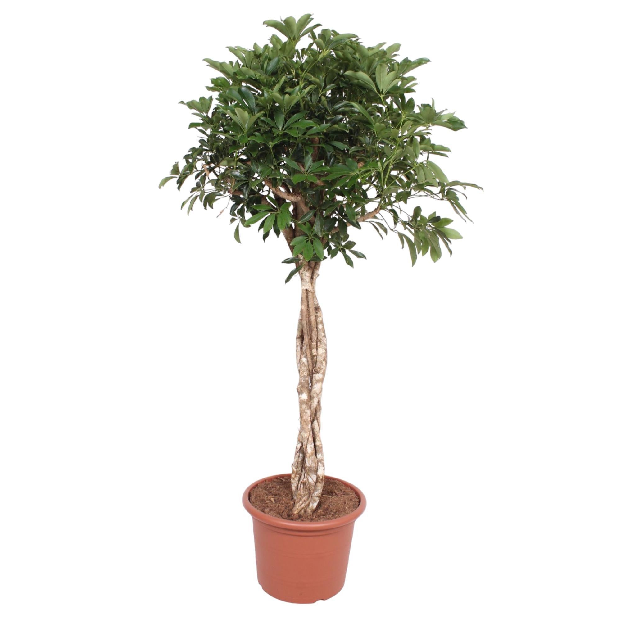 Schefflera Arboricola Compacta geweven steel - 180 cm - ø45