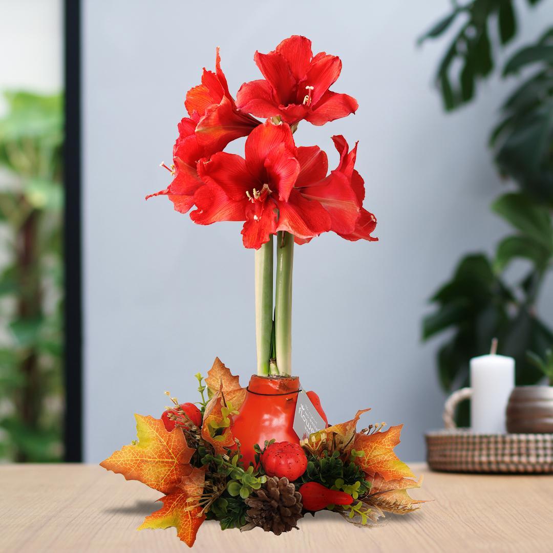 No Water Flowers® (wax amaryllis) | Wreath Autumn - Red flower