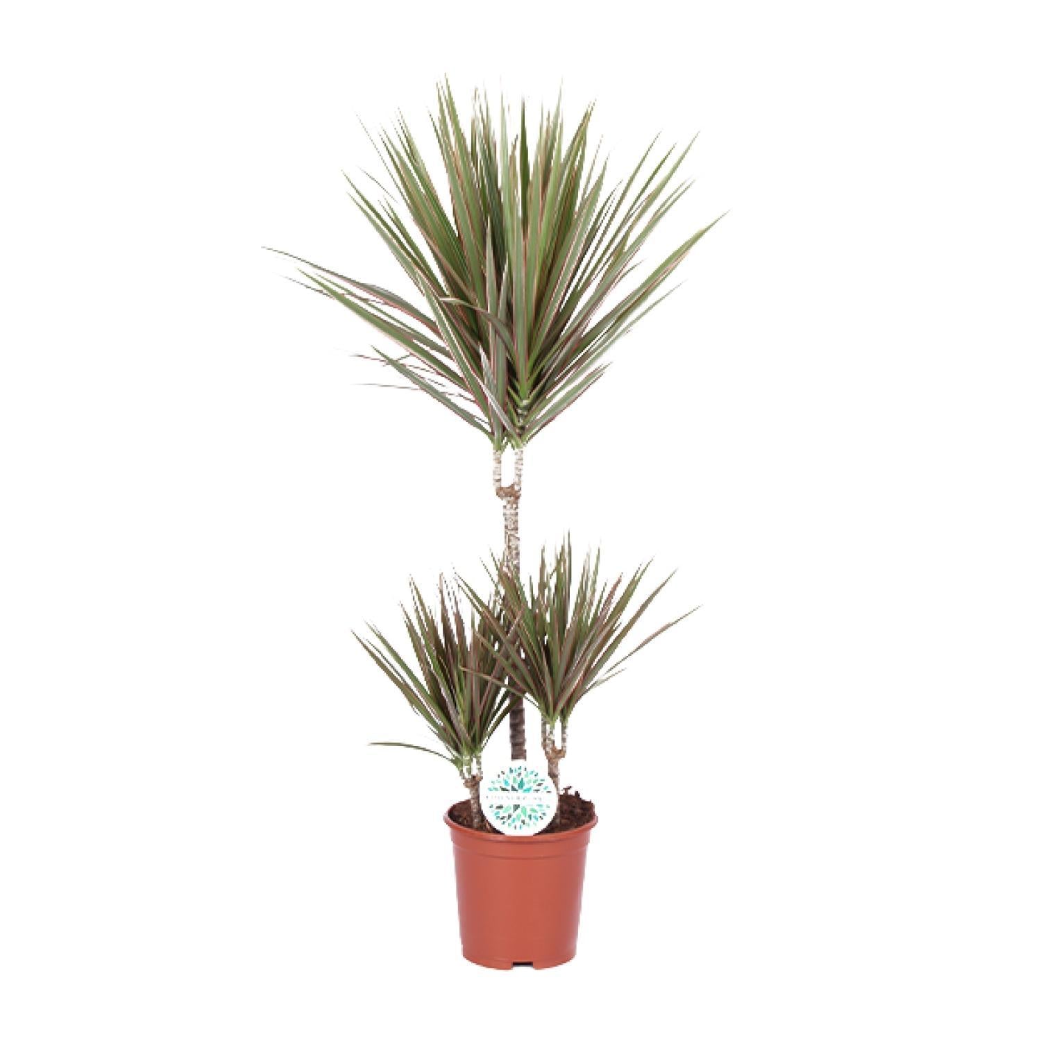 Drachenbaum - Dracaena Bicolor - Ø21cm - ↕95cm