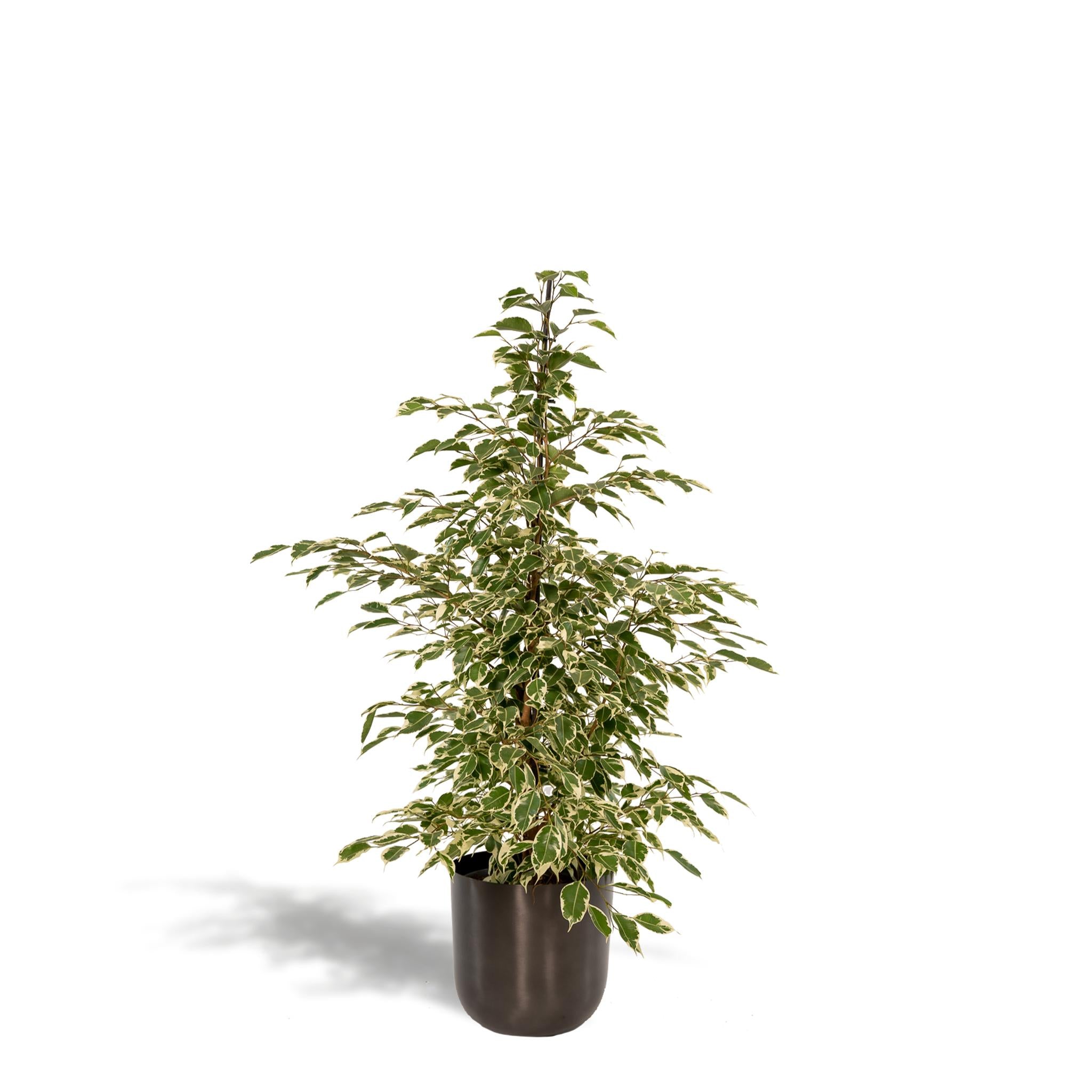 Birkenfeige - Ficus benjamina Twilight - Ø21cm - ↕95cm + Topf Mayk Lead