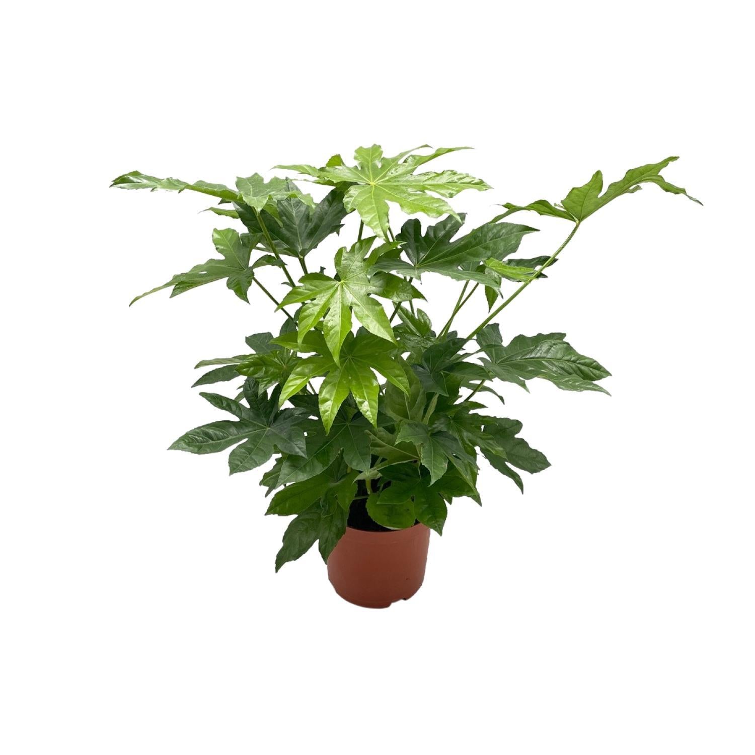 Japanischer Aralienstrauch - Fatsia Japonica - Ø21cm - ↕85cm