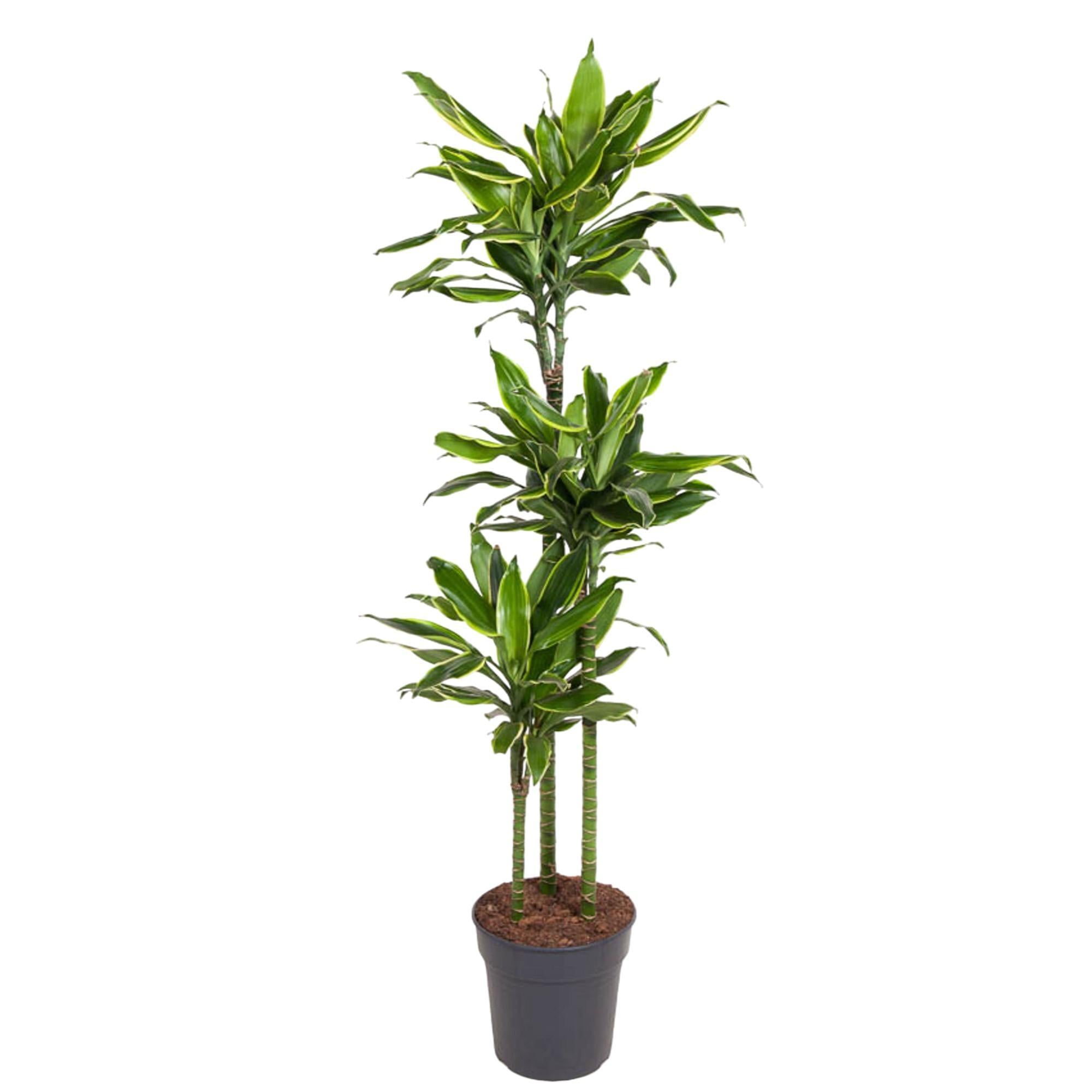 Drachenbaum Golden Coast - Dracaena Golden Coast - 160 cm - ø24