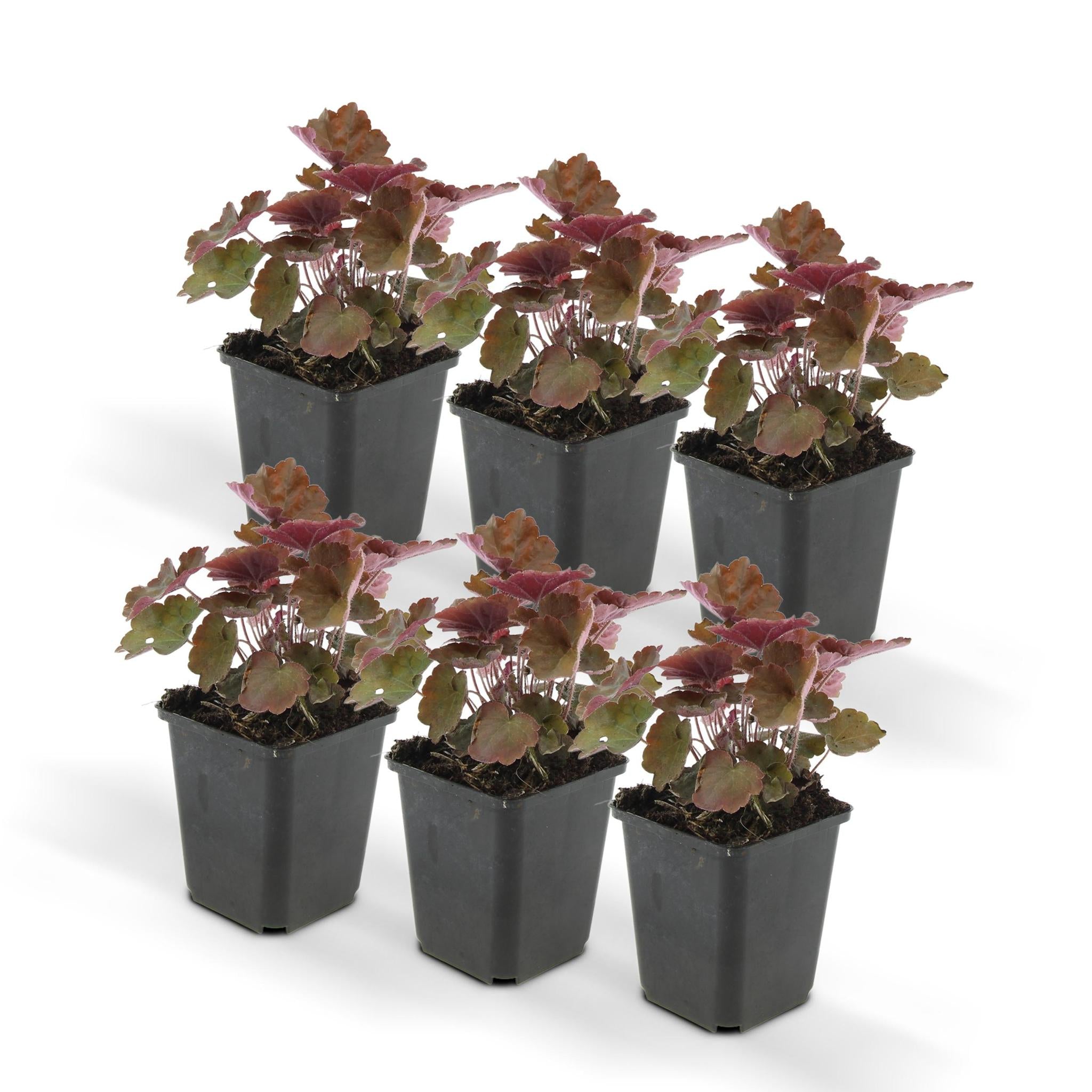 Purpurglöckchen -  Heuchera mic. 'Palace Purple' - ↕25cm - Ø9cm