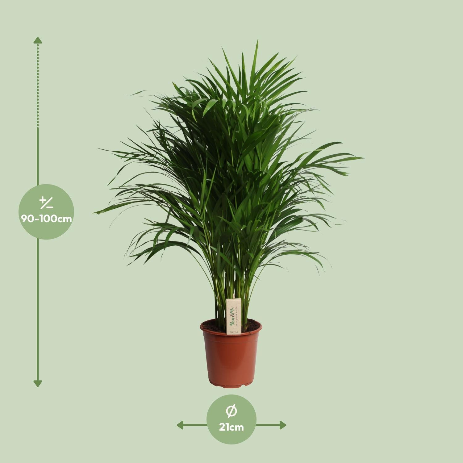 Arecapalme  Dypsis Lutescens  - Ø21cm - ↕100cm