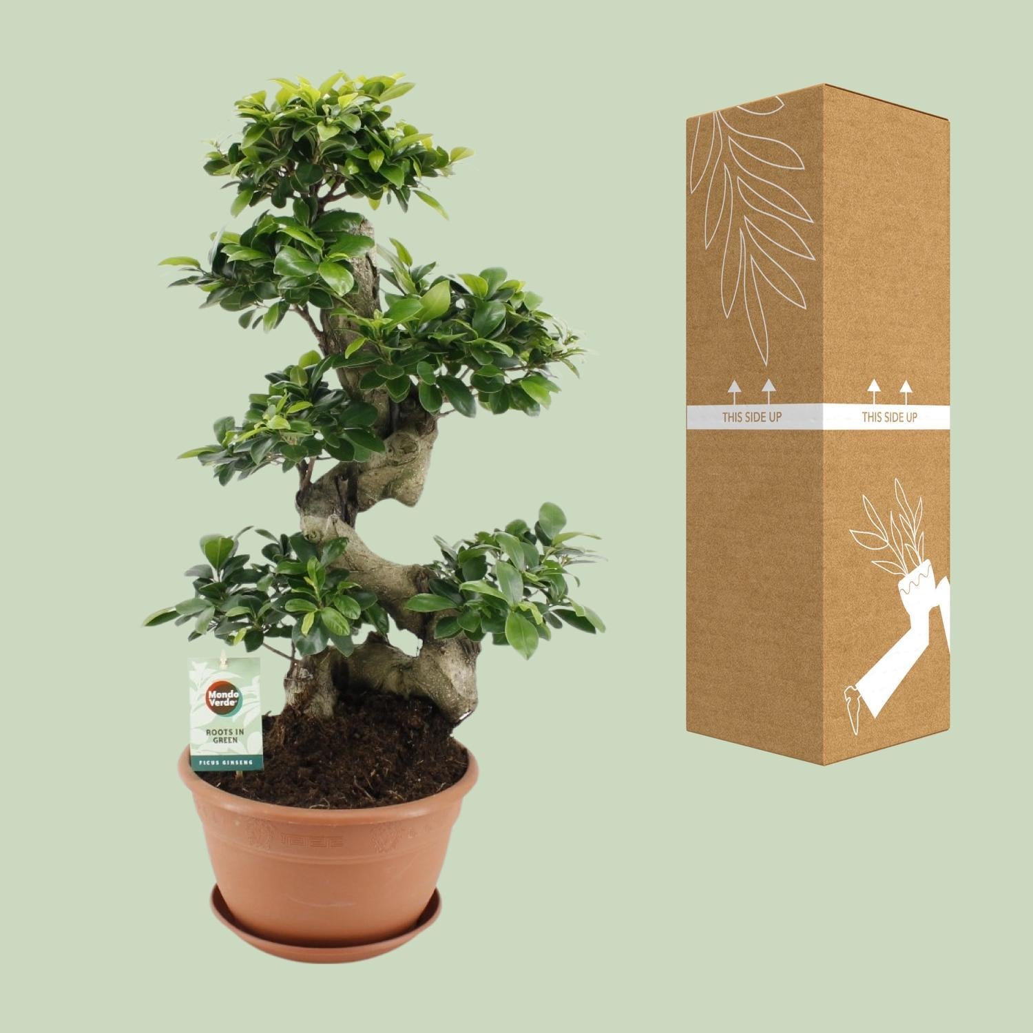 Ficus microcarpa Ginseng - Ø27cm - ↕70cm