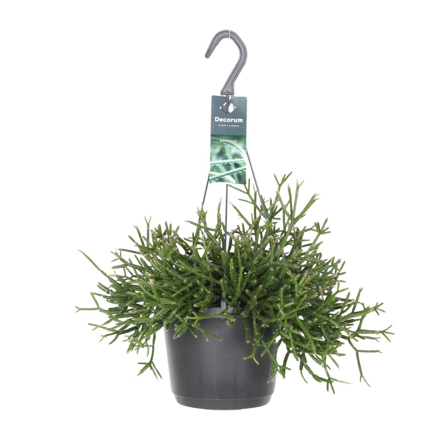 Rhipsalis Burchellii - Ø17cm - ↕30cm