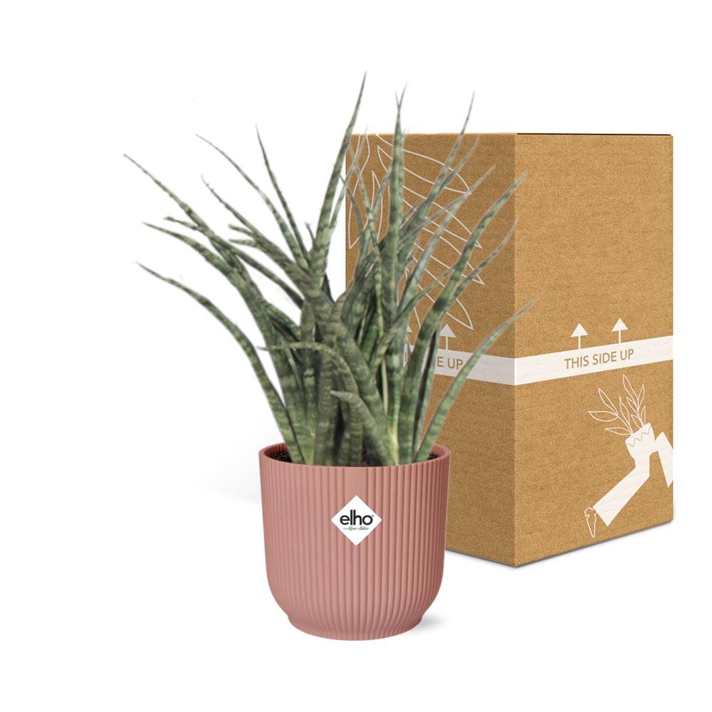 Sansevieria Fernwood Punk in ELHO Vibes Fold 14 cm rosa