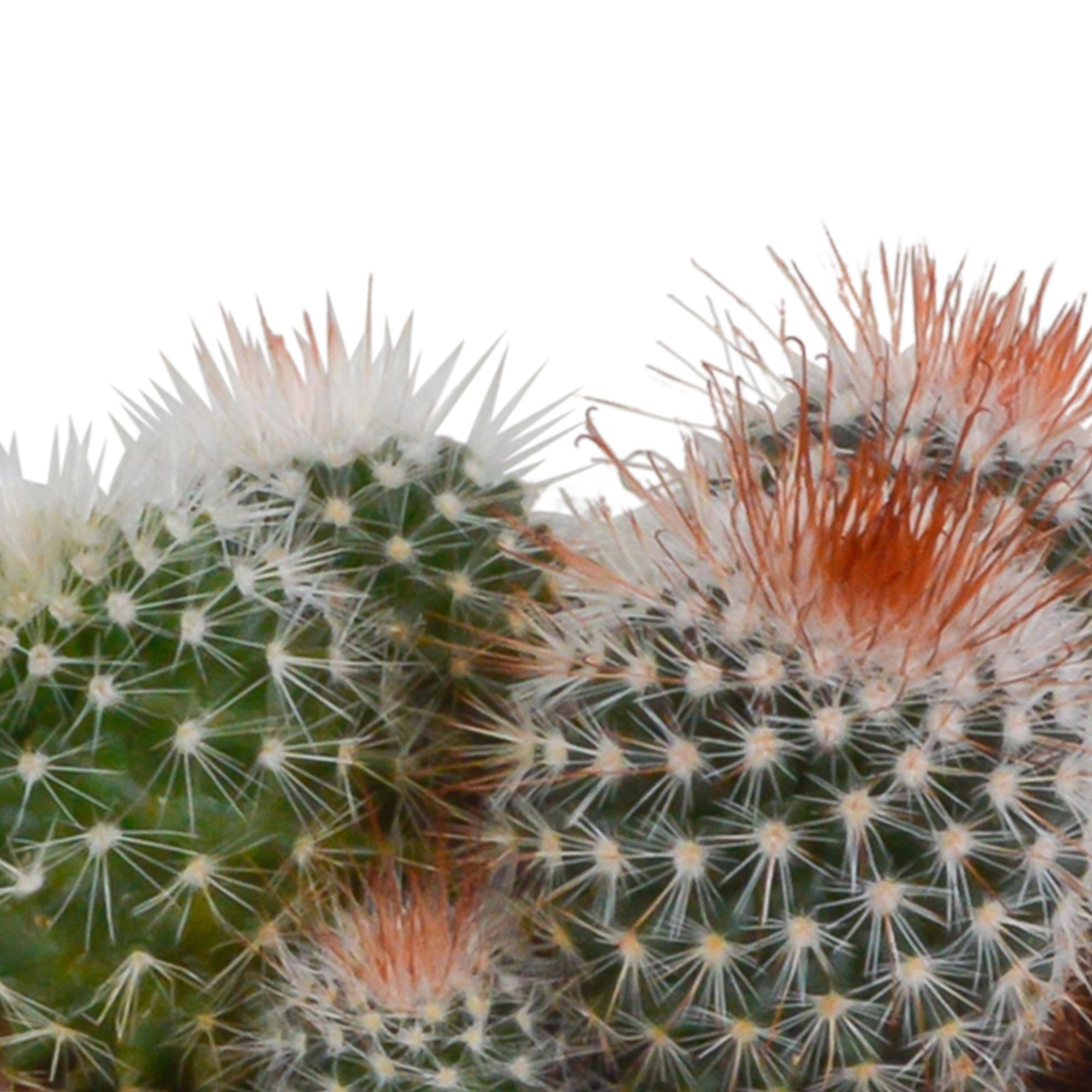 Kaktus Bolcactus-Mischung 8,5 cm - im farbigen Mexiko Topf