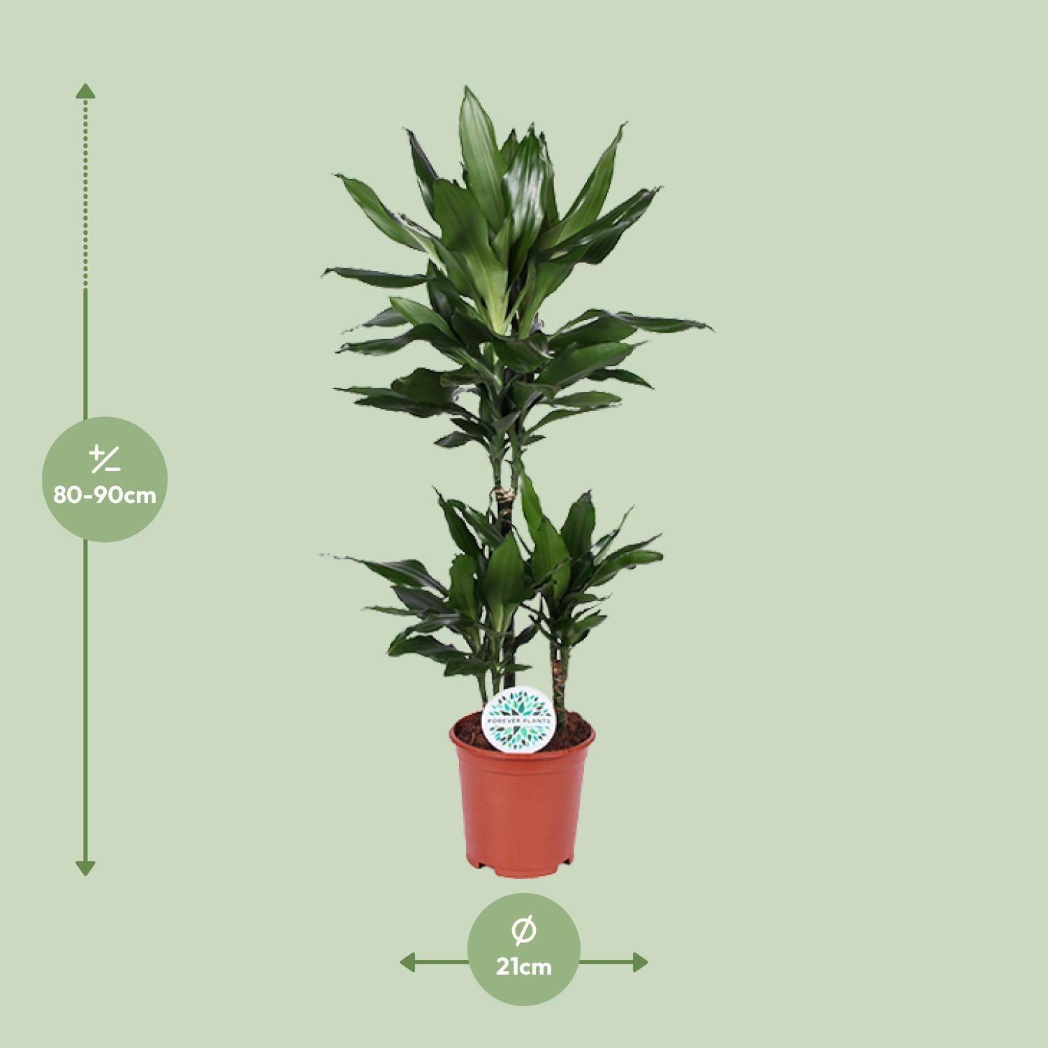 Drachenbaum Janet Lind - Dracaena Janet Lind - Ø21cm - ↕90cm