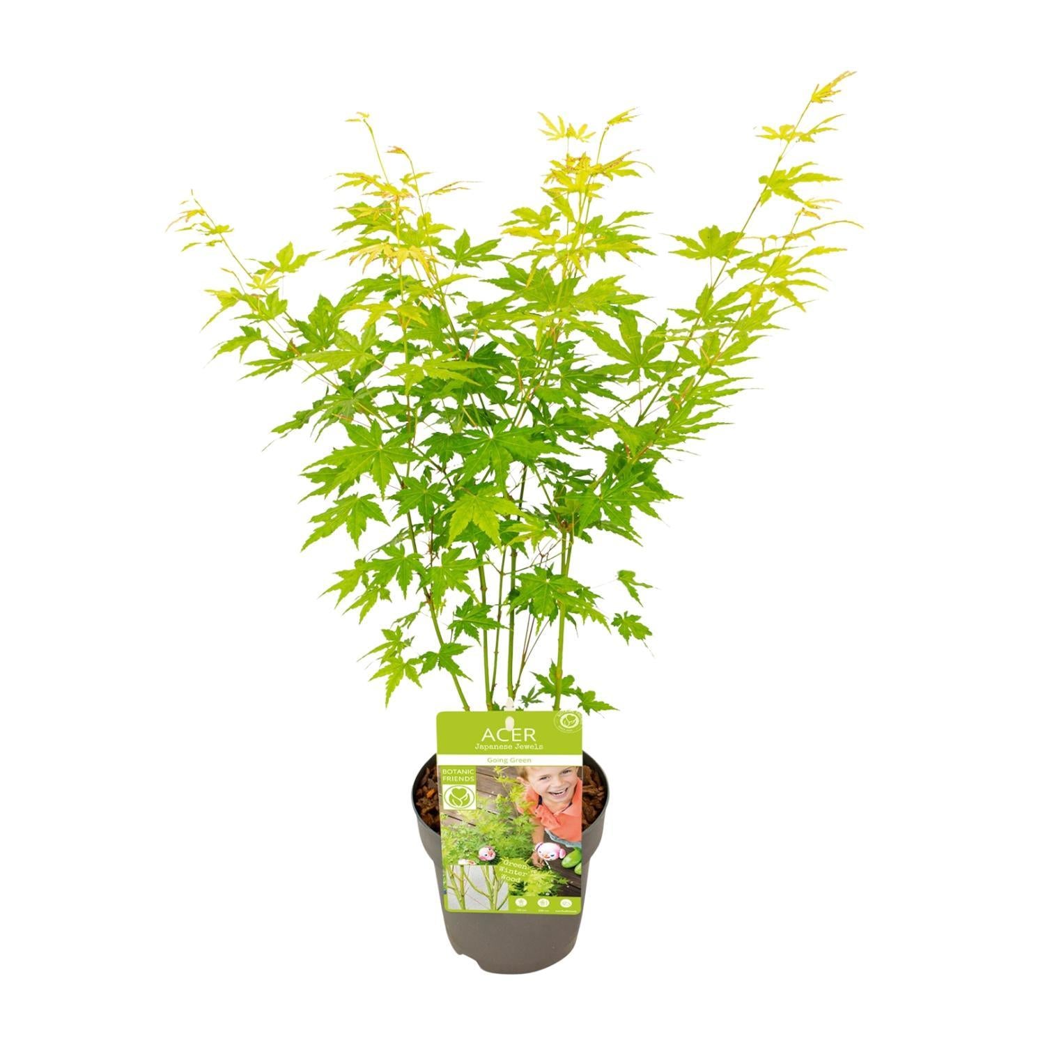 Japanischer Ahorn Acer palmatum Going Green - Ø15 - ↨30cm