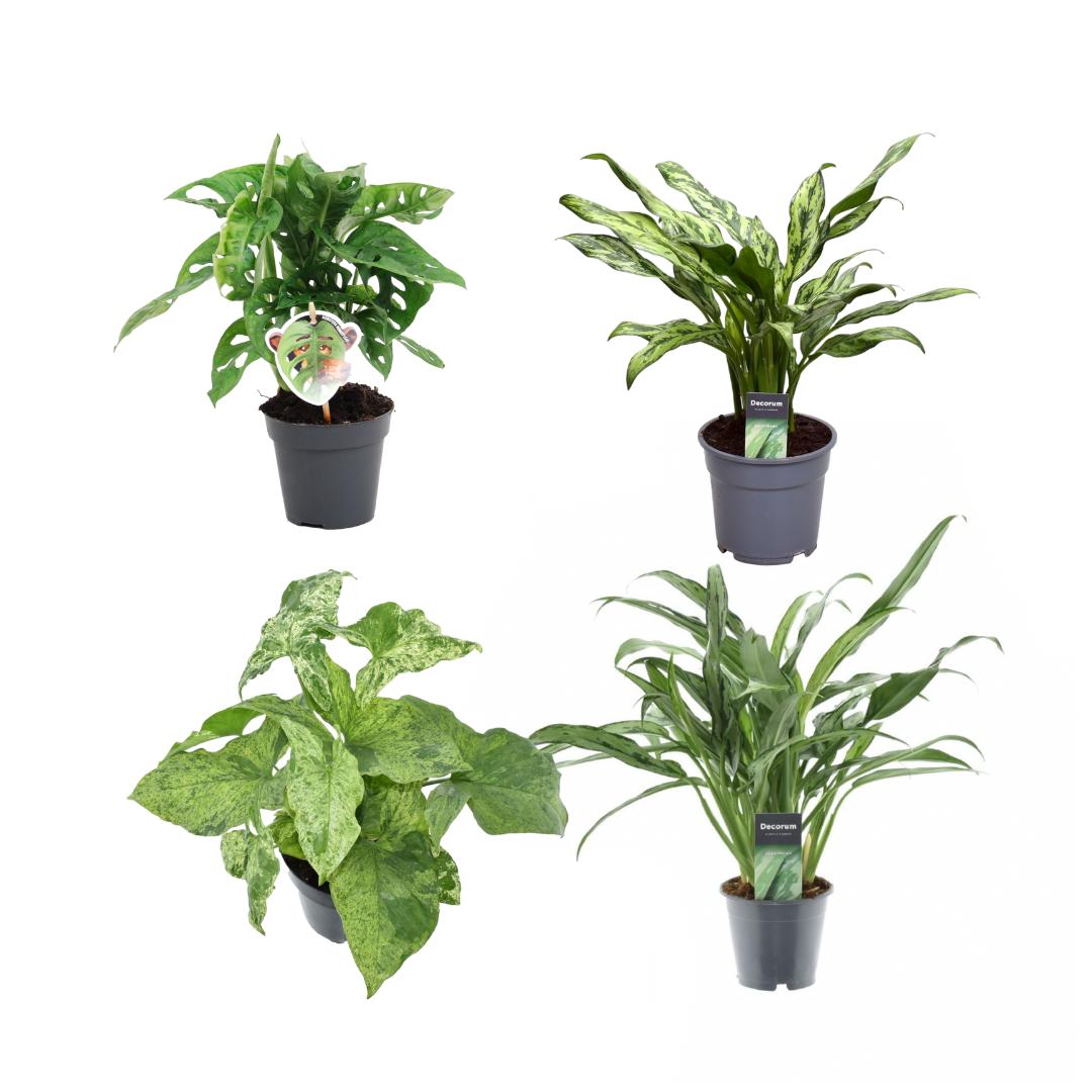 Grote mix van 4 planten - Monstera obliqua 'Monkey Leaf' - 25 cm - ø12 - Aglaonema Juliette - 40 cm - ø12 - Syngonium Mottled - 25 cm - ø12 - Aglaonema Cutlass - 40 cm - ø12