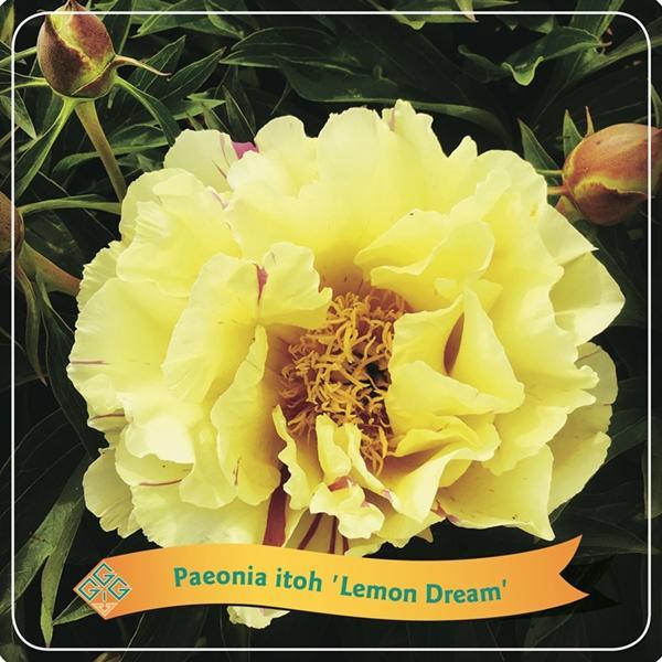 Pfingstrose  Itoh 'Lemon Dream' C5 - Ø21cm - ↕35cm