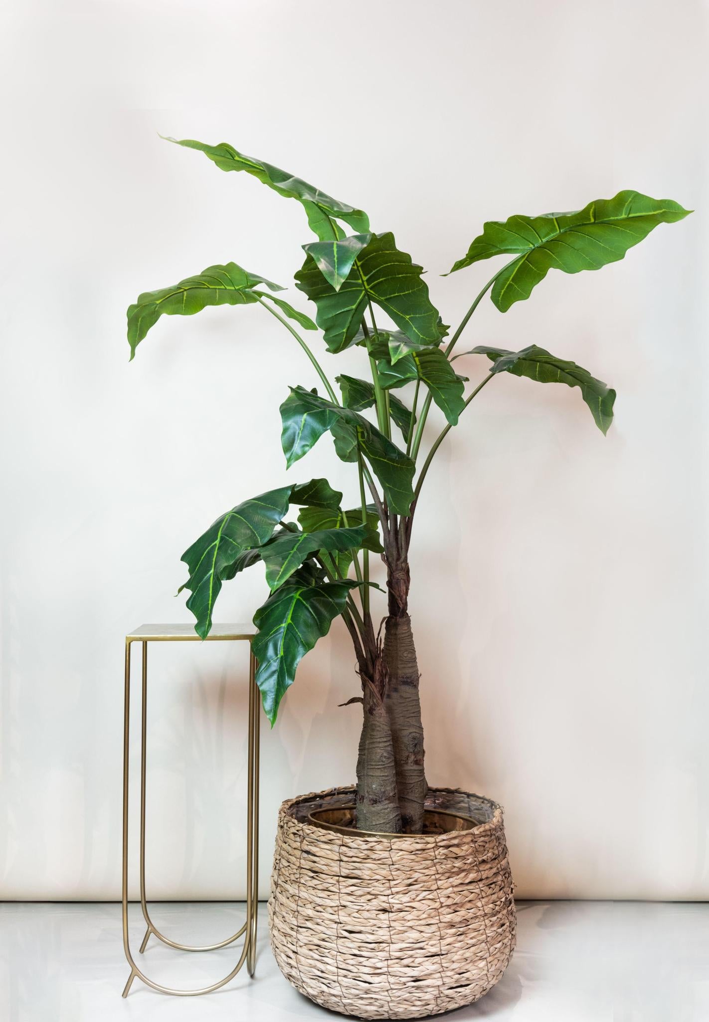 Kunstpflanze - Alocasia - 180 cm